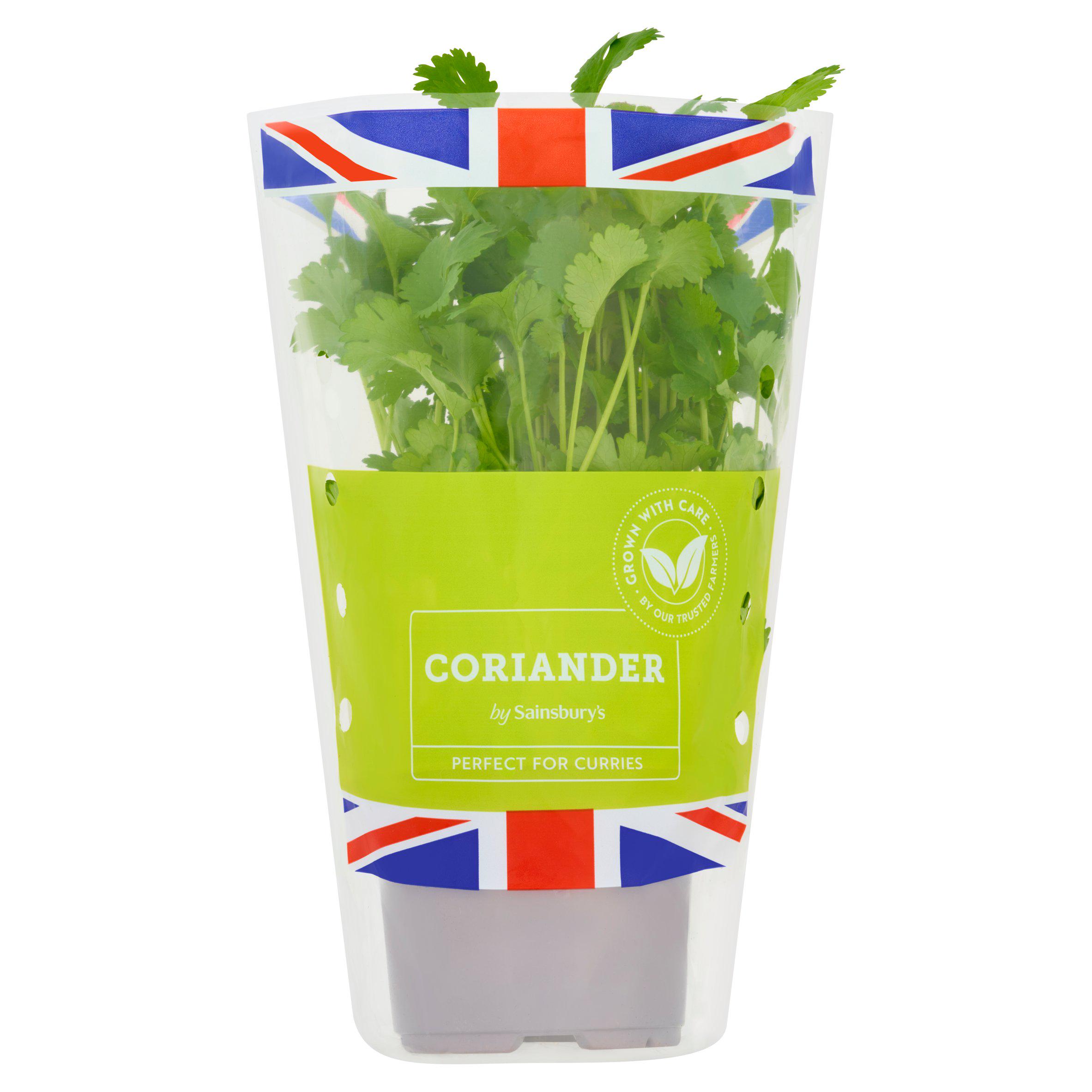 Sainsbury's Fresh Living Coriander Pot