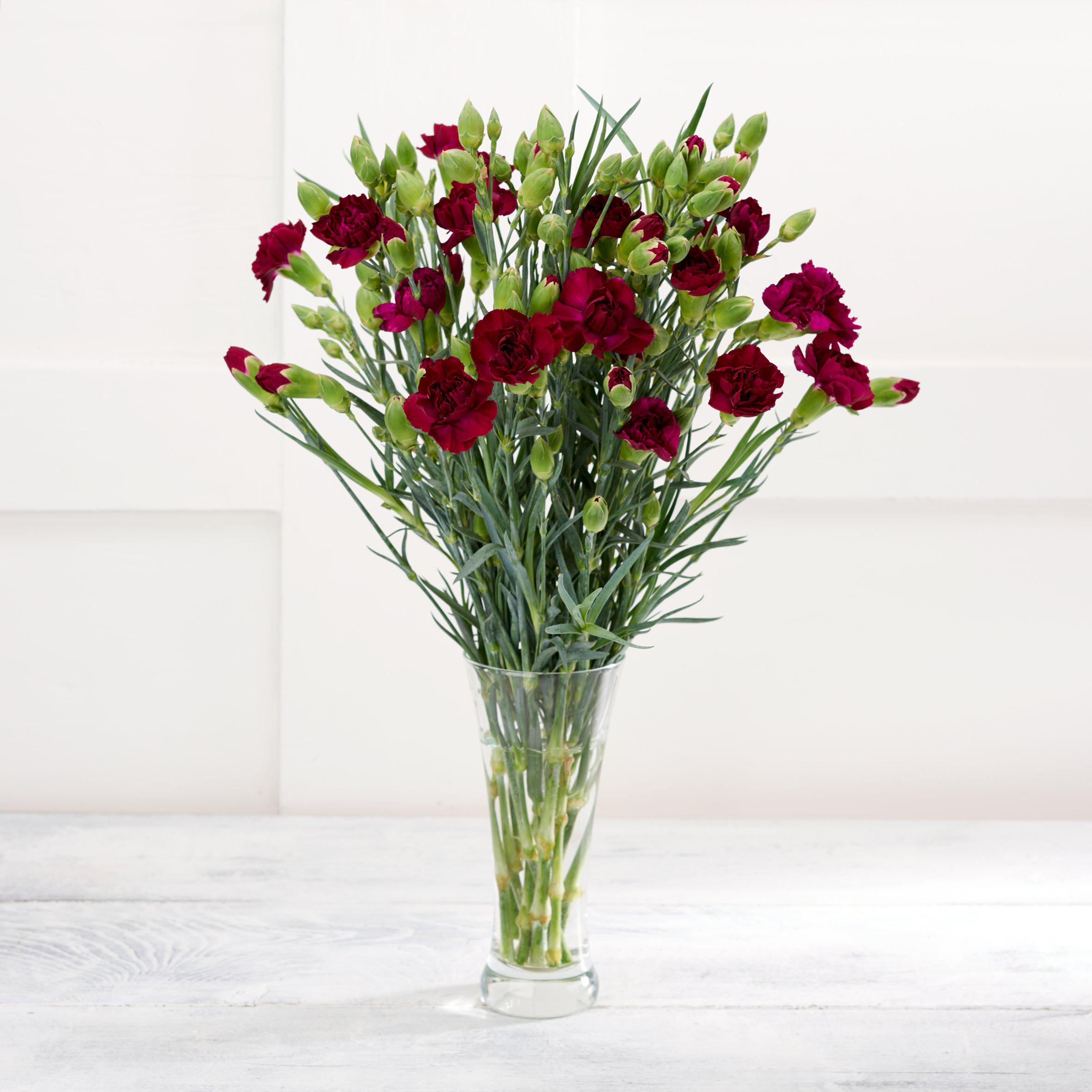 Spray Carnations