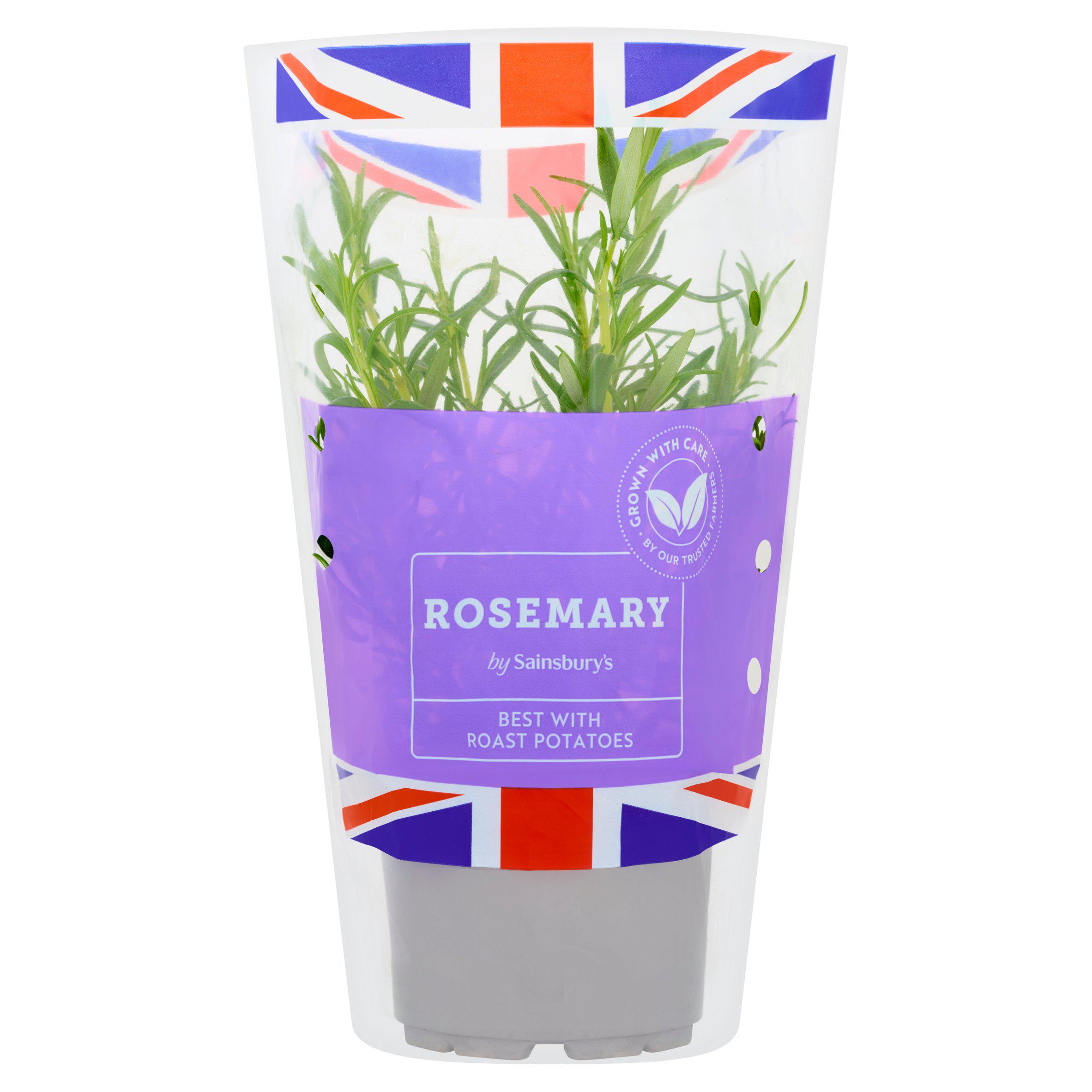 Sainsbury's Fresh Living Rosemary