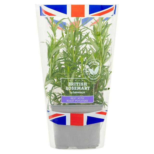 Sainsbury's Fresh Living Rosemary