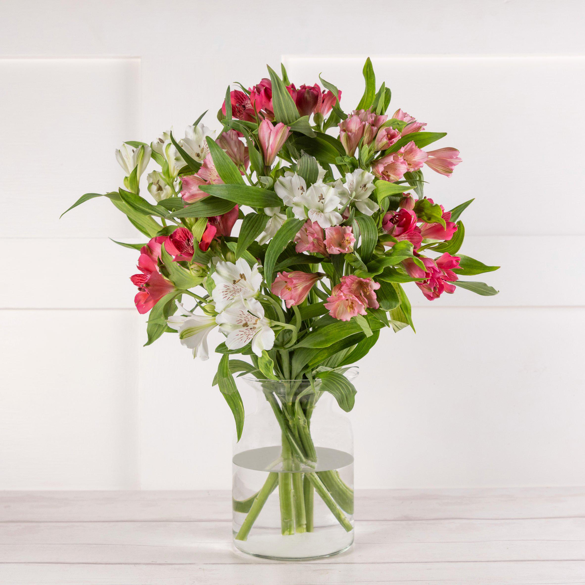 Alstroemeria Abundance