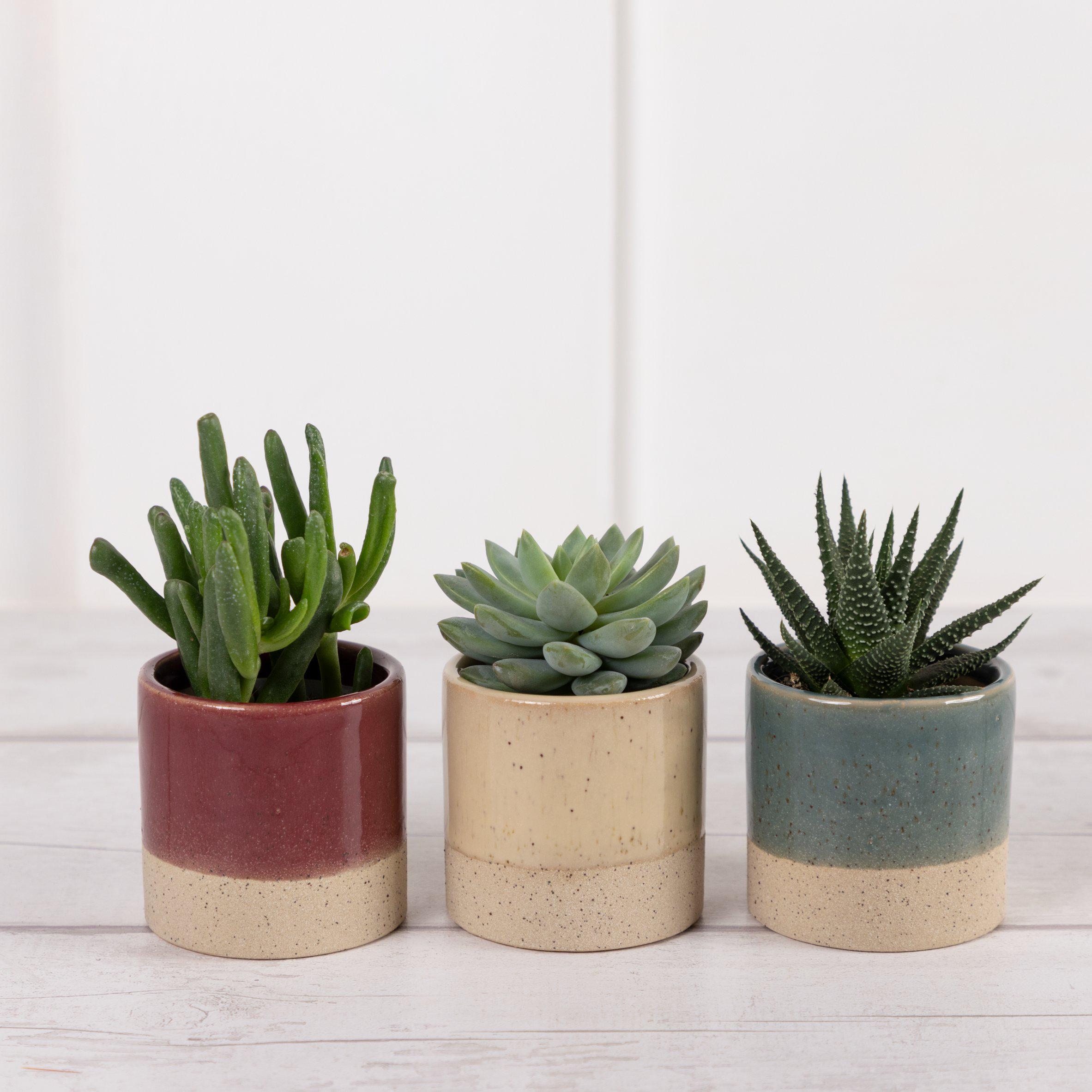 Mini Succulent