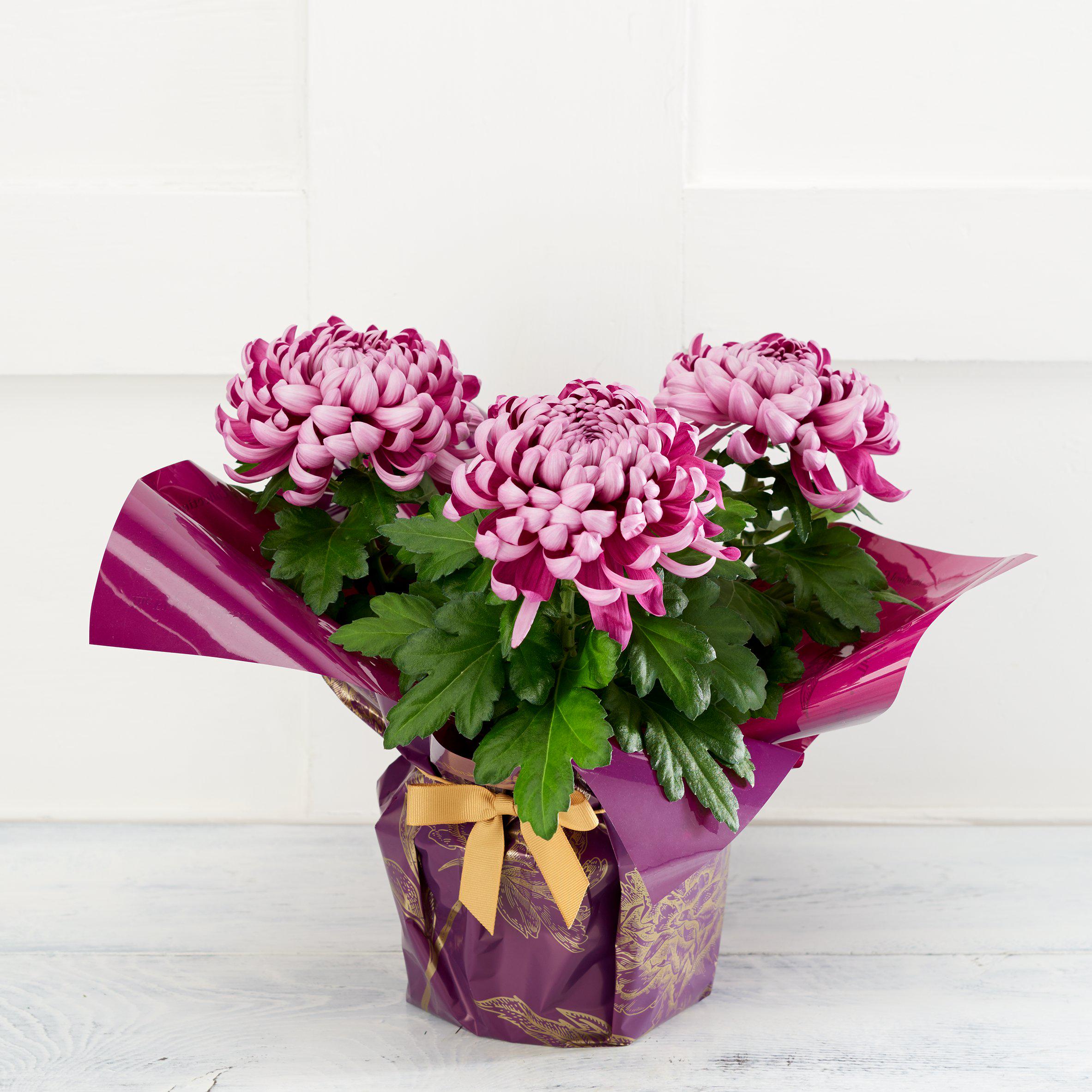 The Floral Collection Bloom Chrysanthemum