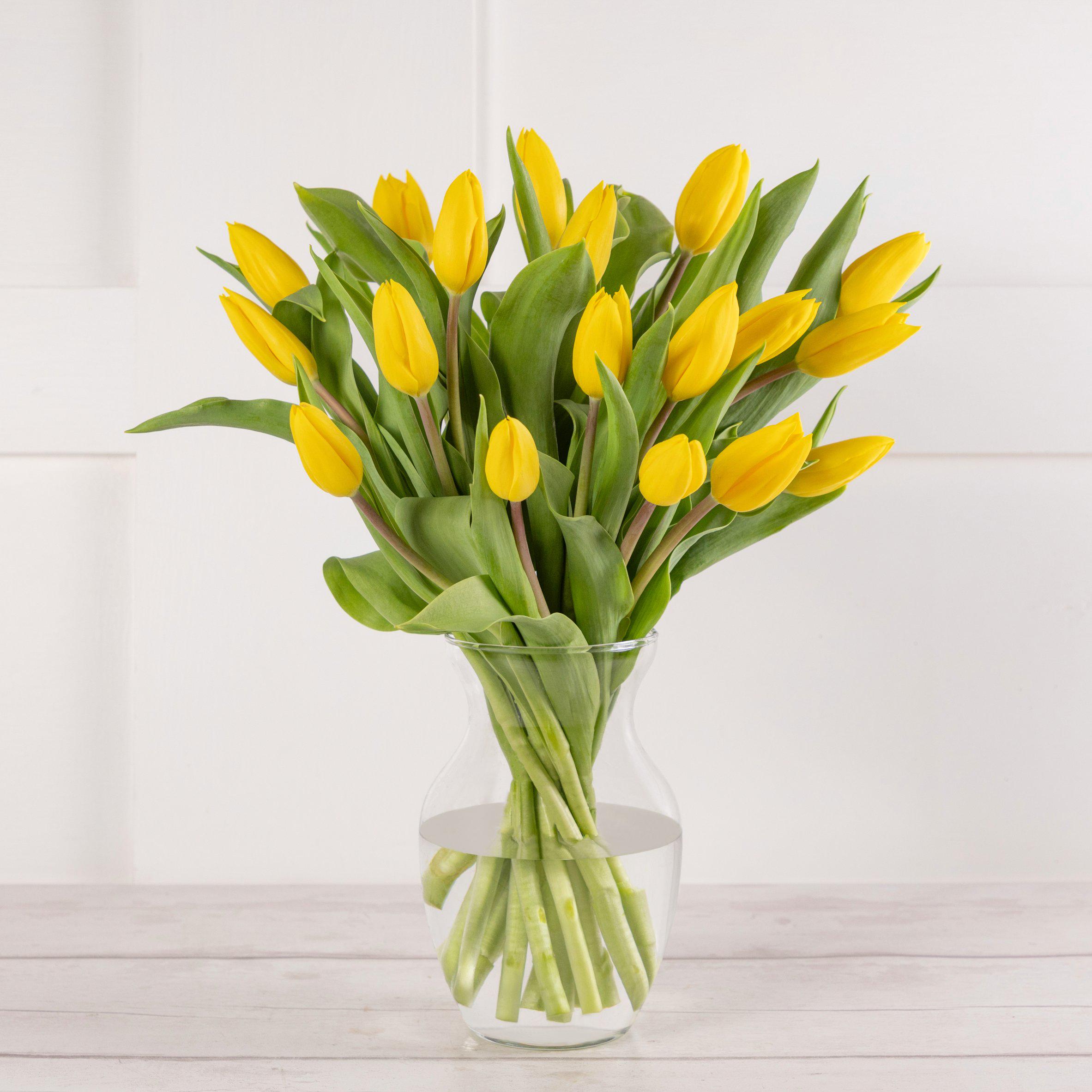 Tulip Abundance