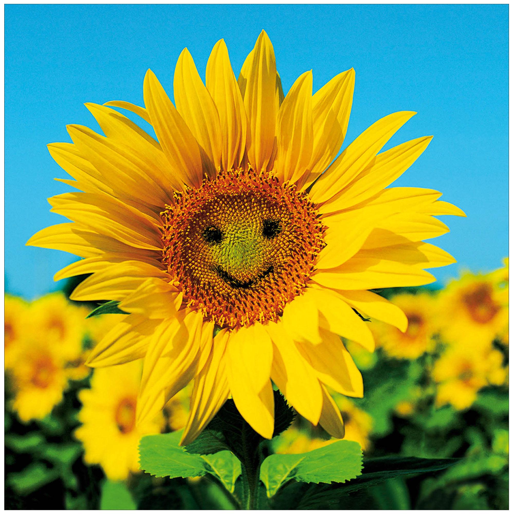 Woodmansterne Blank Card with Photographic Smiley Face Sunflower Greeting Card