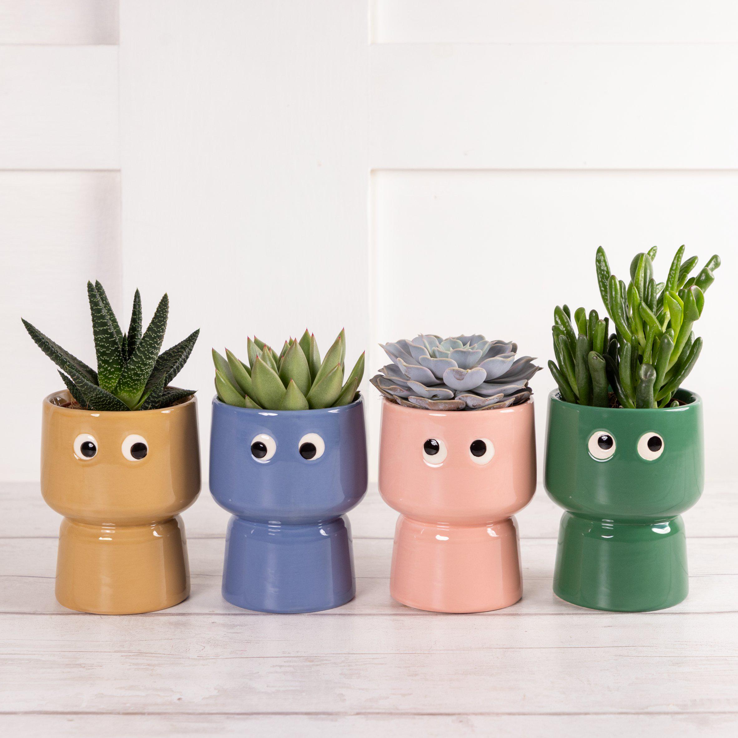 Sainsbury's Large Novelty Succulent