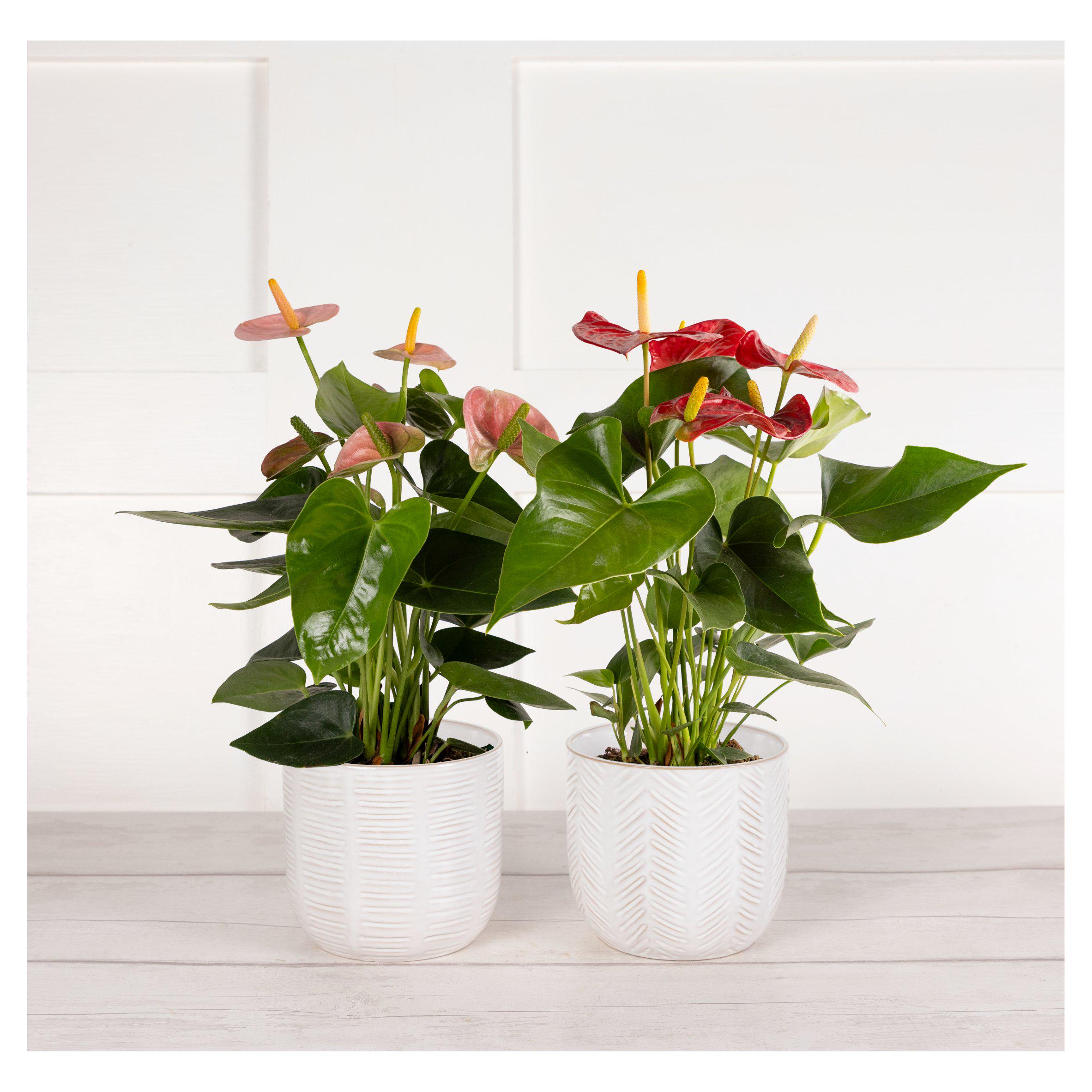 Sainsbury's Anthurium Cerami