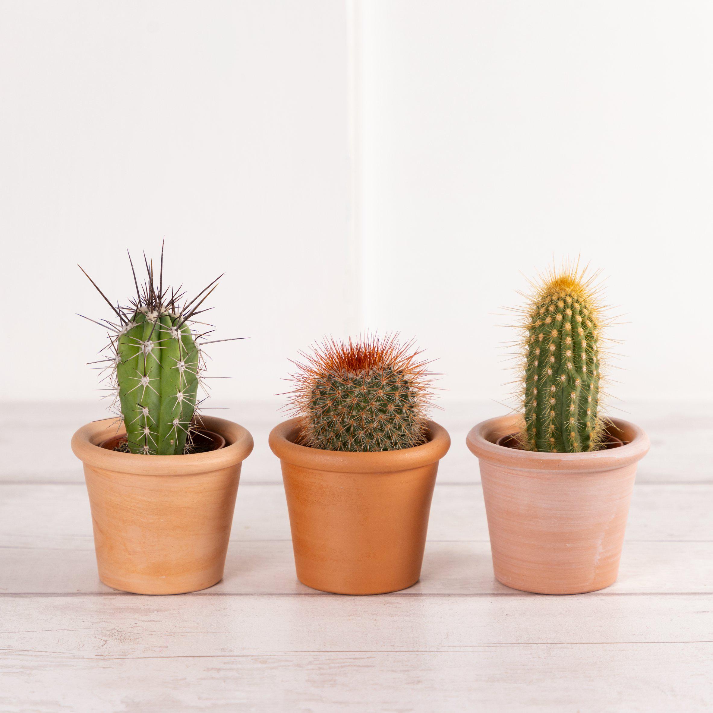 Sainsbury's Mini Cactus