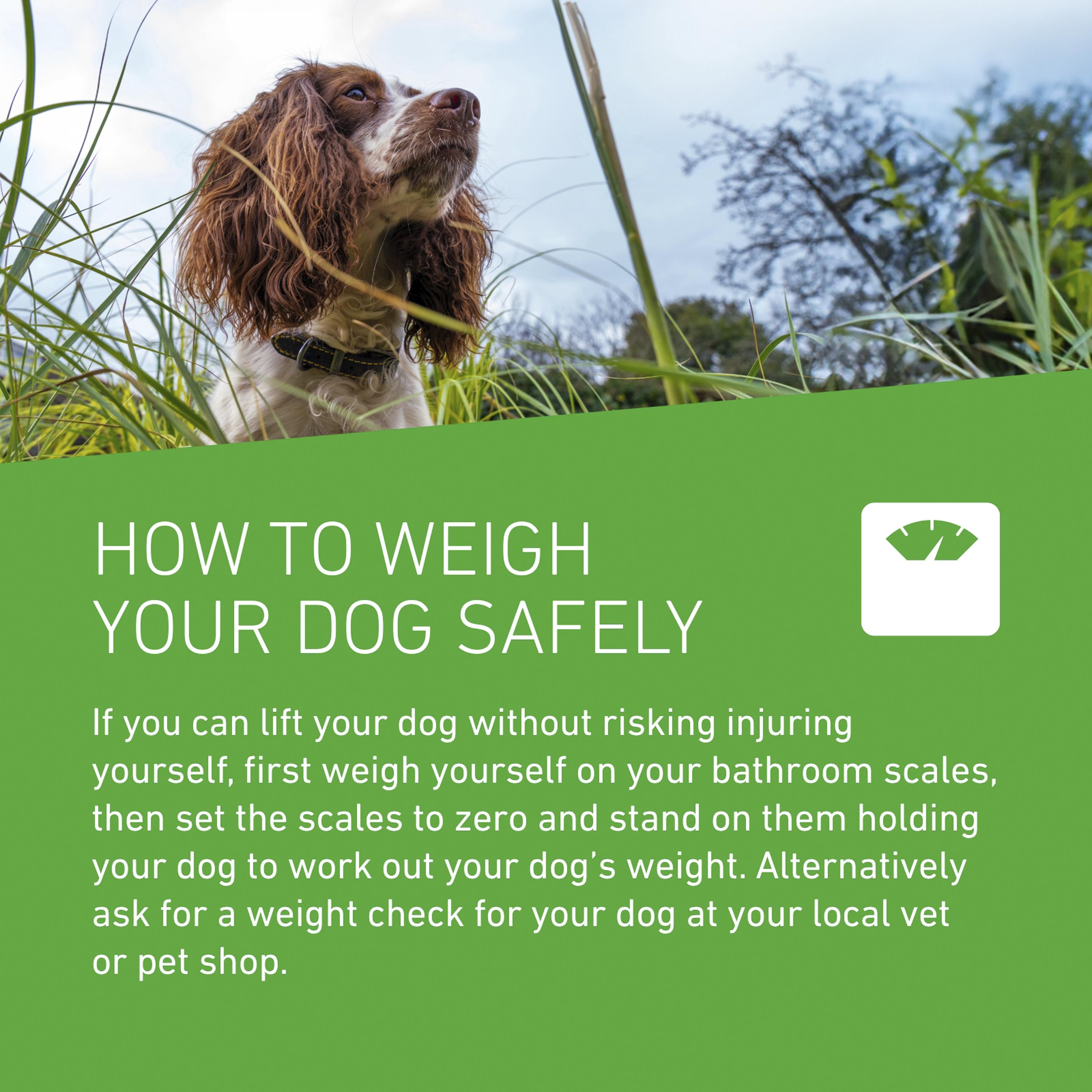 Frontline Plus Spot On Dog L 20 up to 40kg thumbnail 6