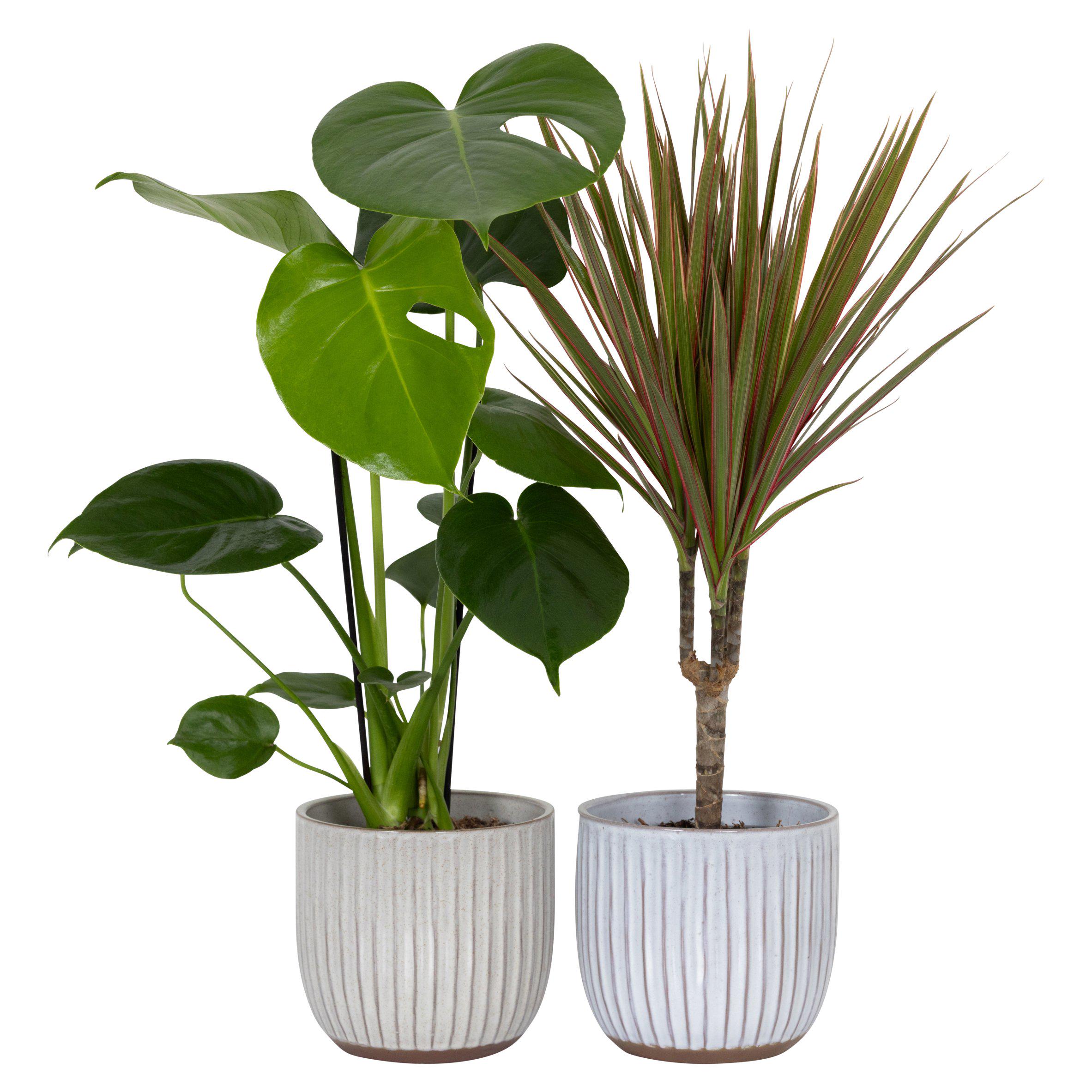 The Floral Collection Foliage in Ceramic