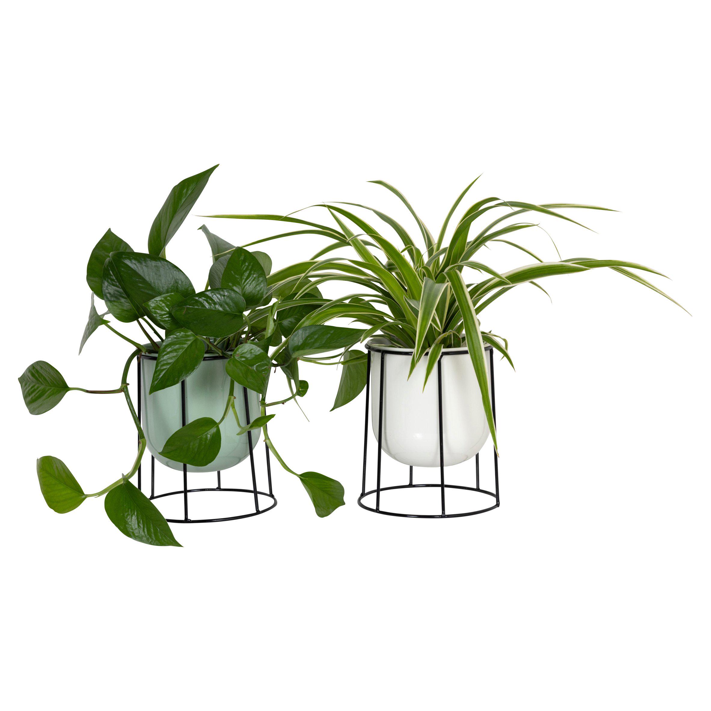 The Floral Collection Foliage with Stand