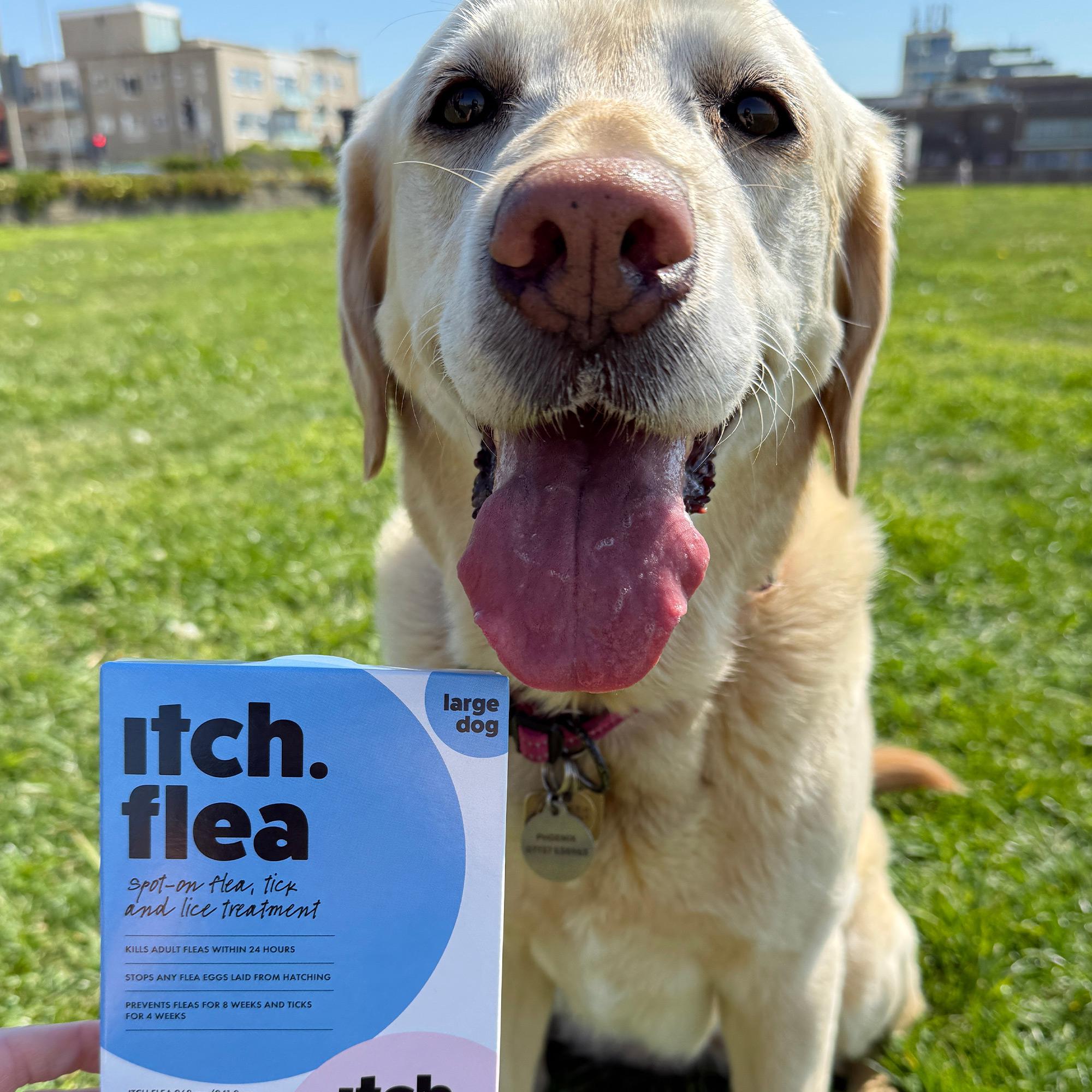 Itch Flea Large Dog Flea & Tick Spot On Treatment 1 Pipette (20-40kg) thumbnail 5