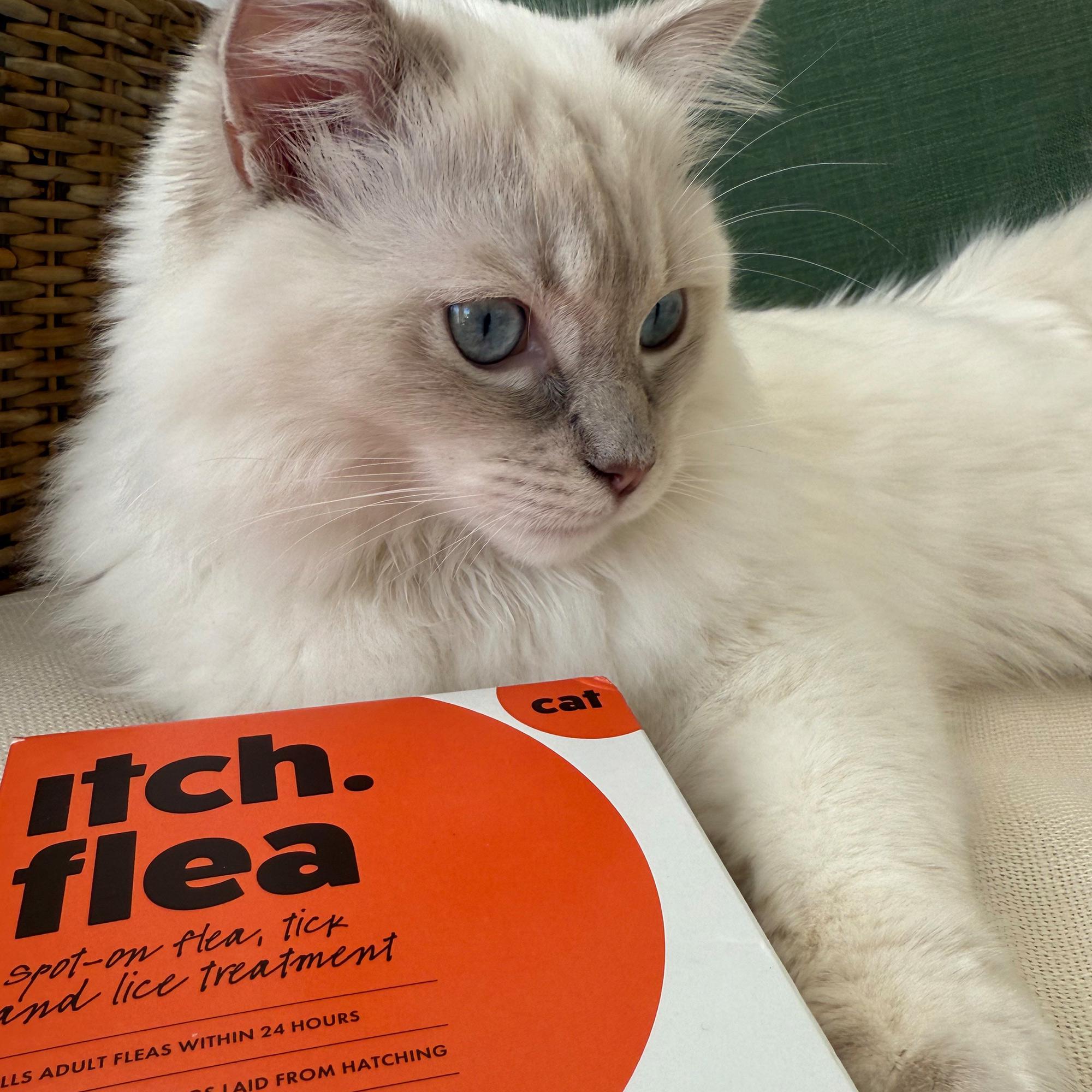 Itch Flea Cat Flea & Tick Spot On Treatment 3 Pipette (1kg+) thumbnail 5