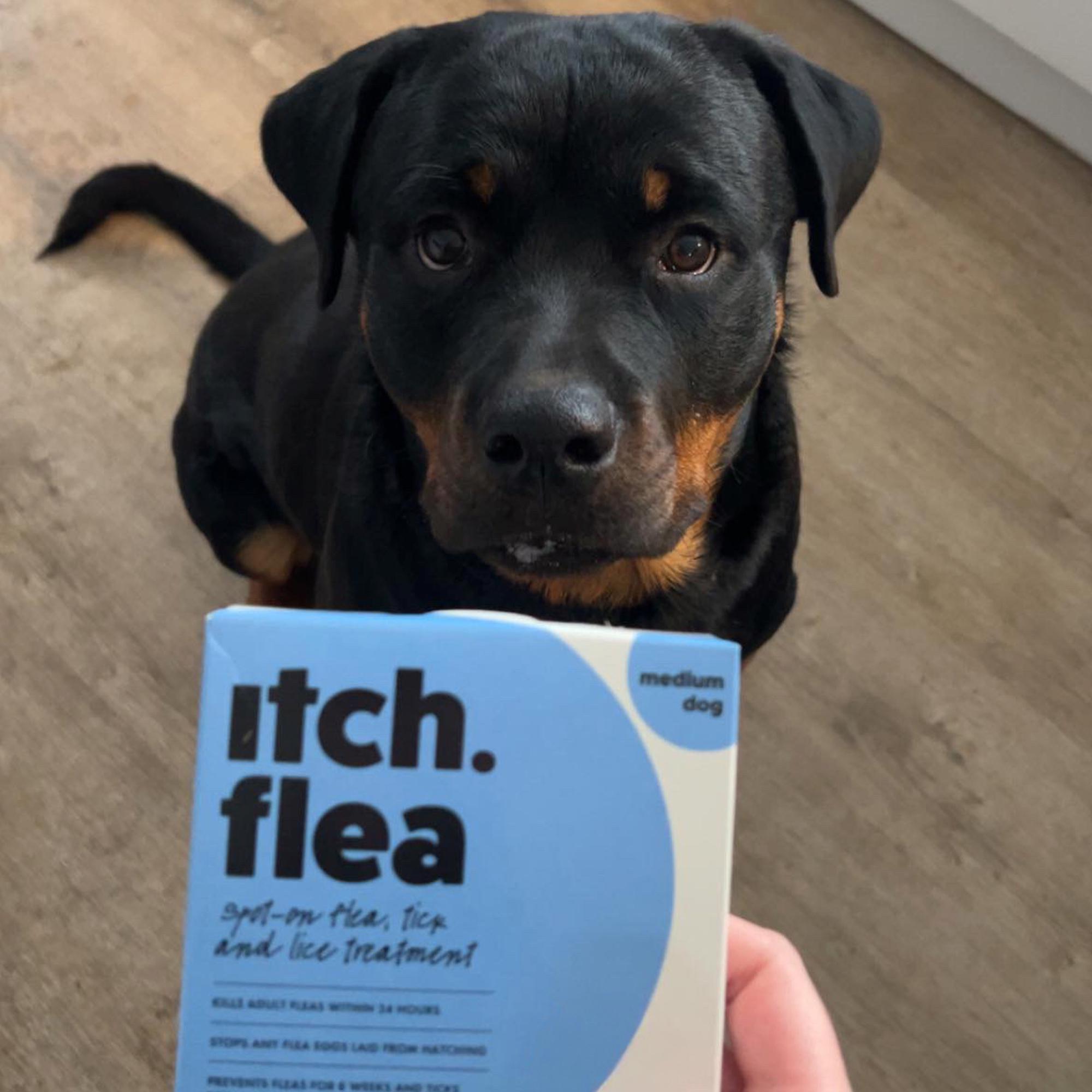 Itch Flea Medium Dog Flea & Tick Spot On Treatment 1 Pipette (10-20kg) thumbnail 5