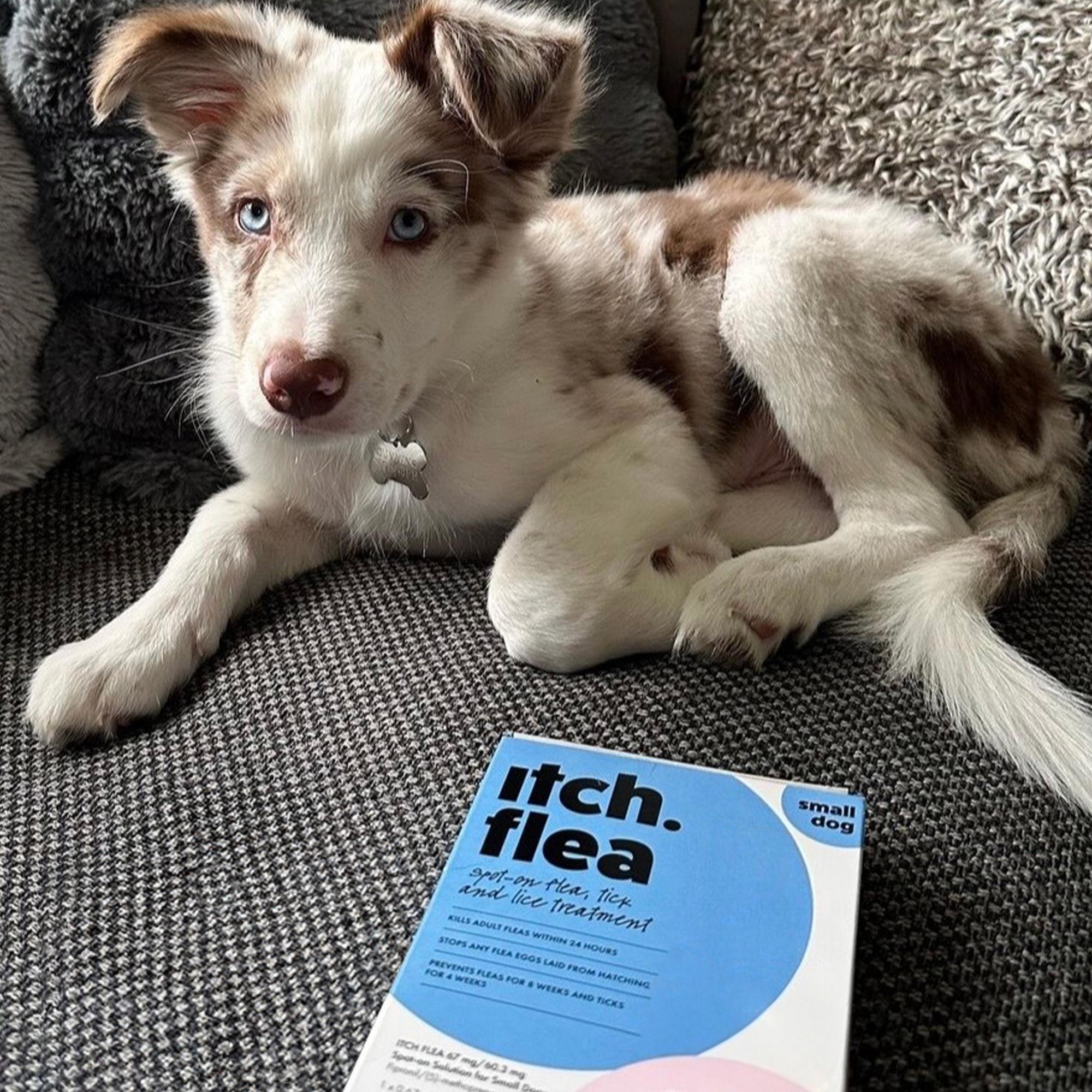 Itch Flea Small Dog Flea & Tick Spot On Treatment 1 Pipette (2-10kg) thumbnail 5