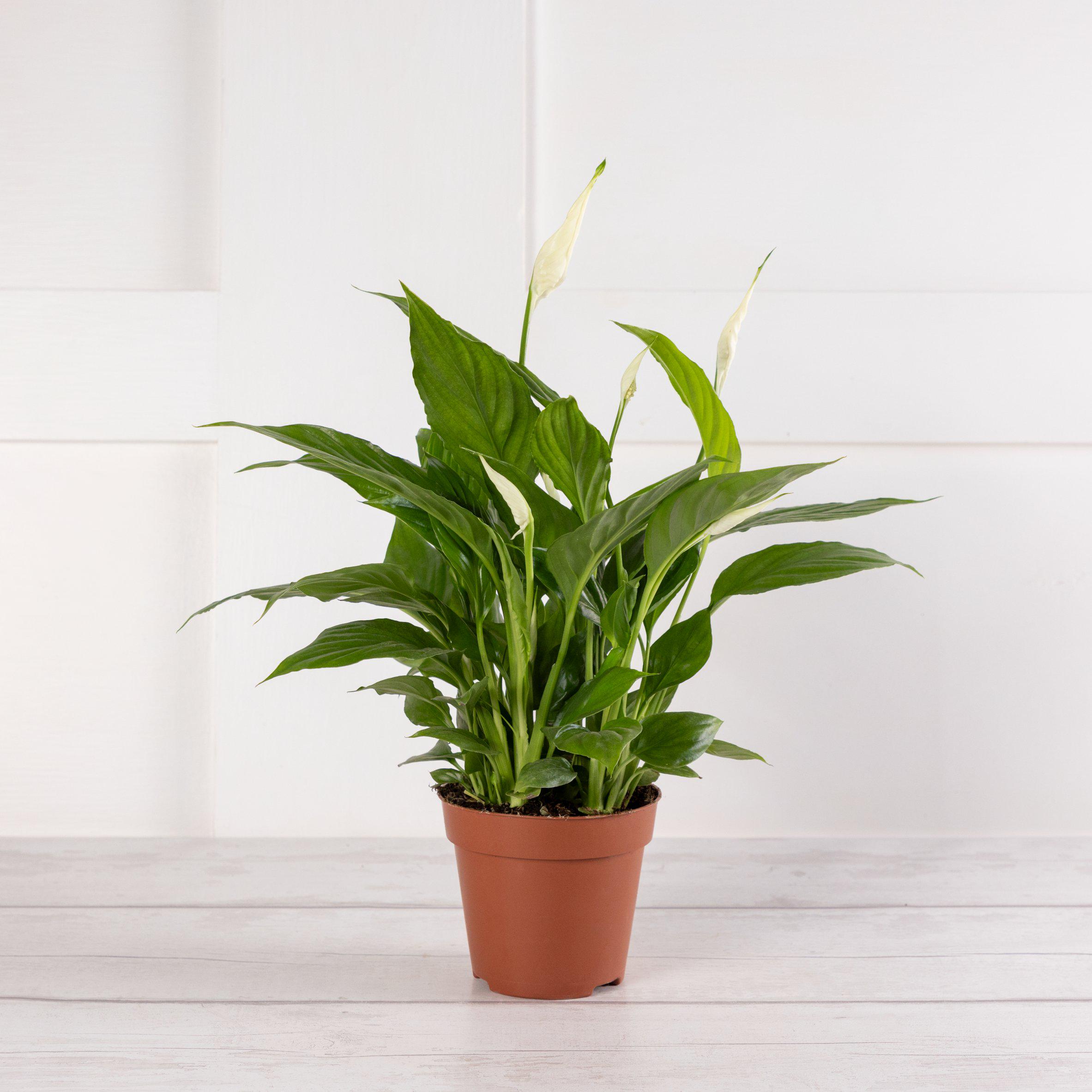 Sainsbury's Peace Lily