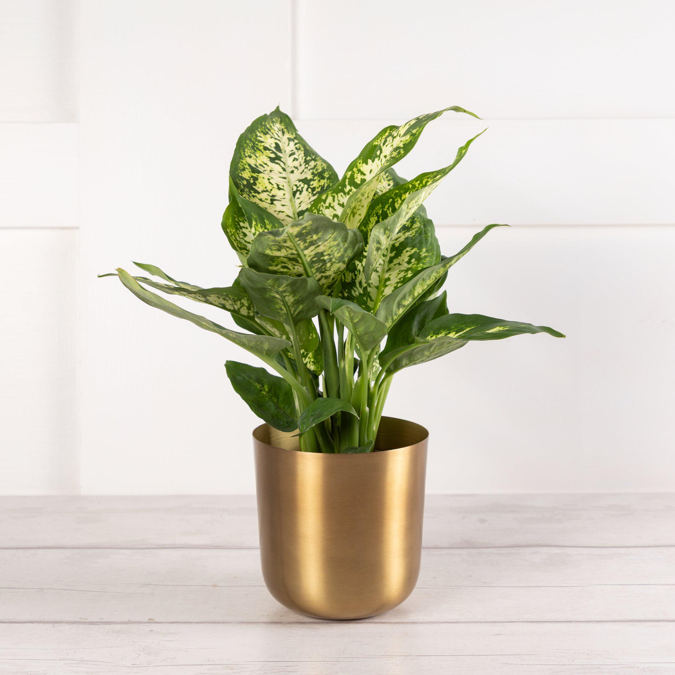 Foliage in Wooden Pot