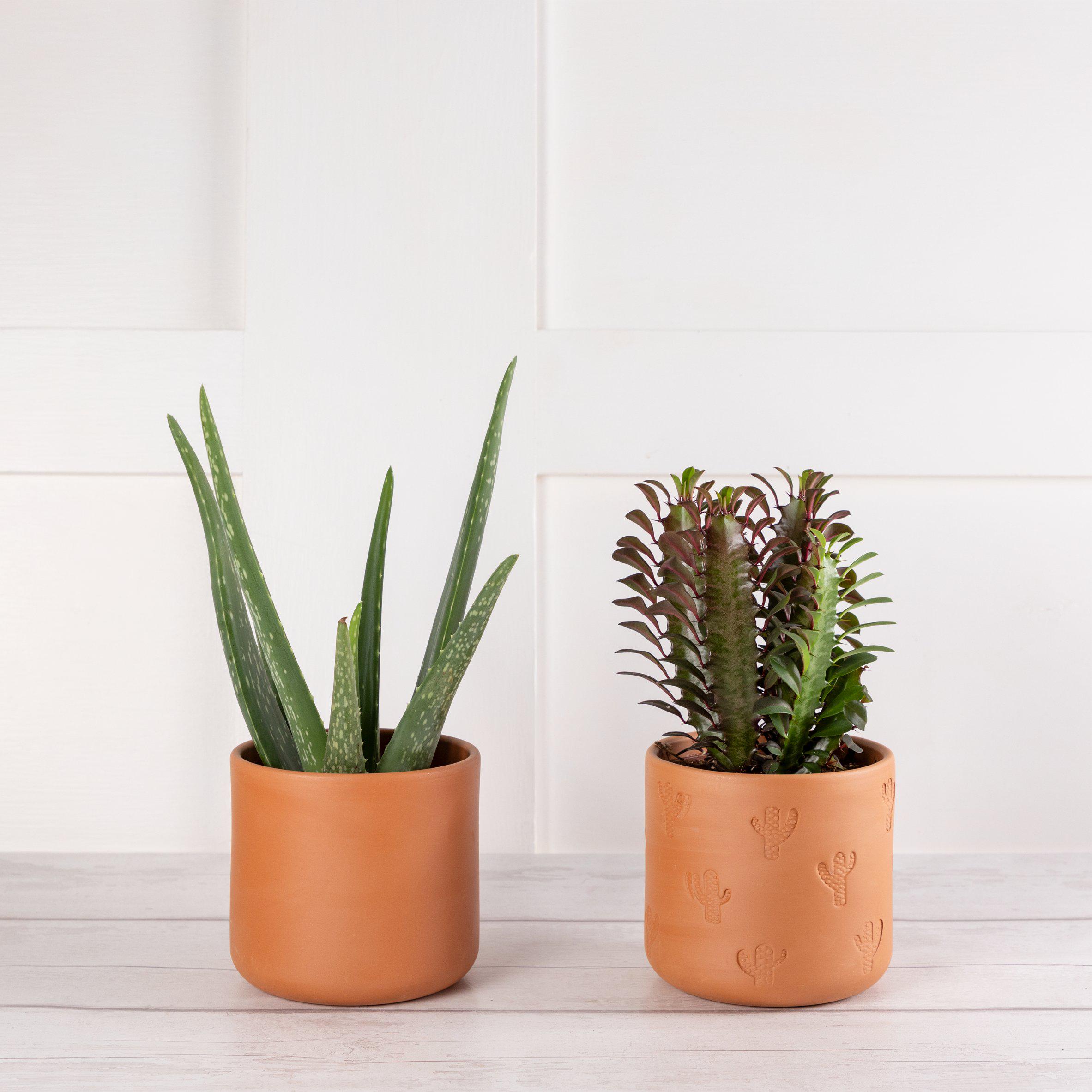 Large Aloe/Cactus Ceramic