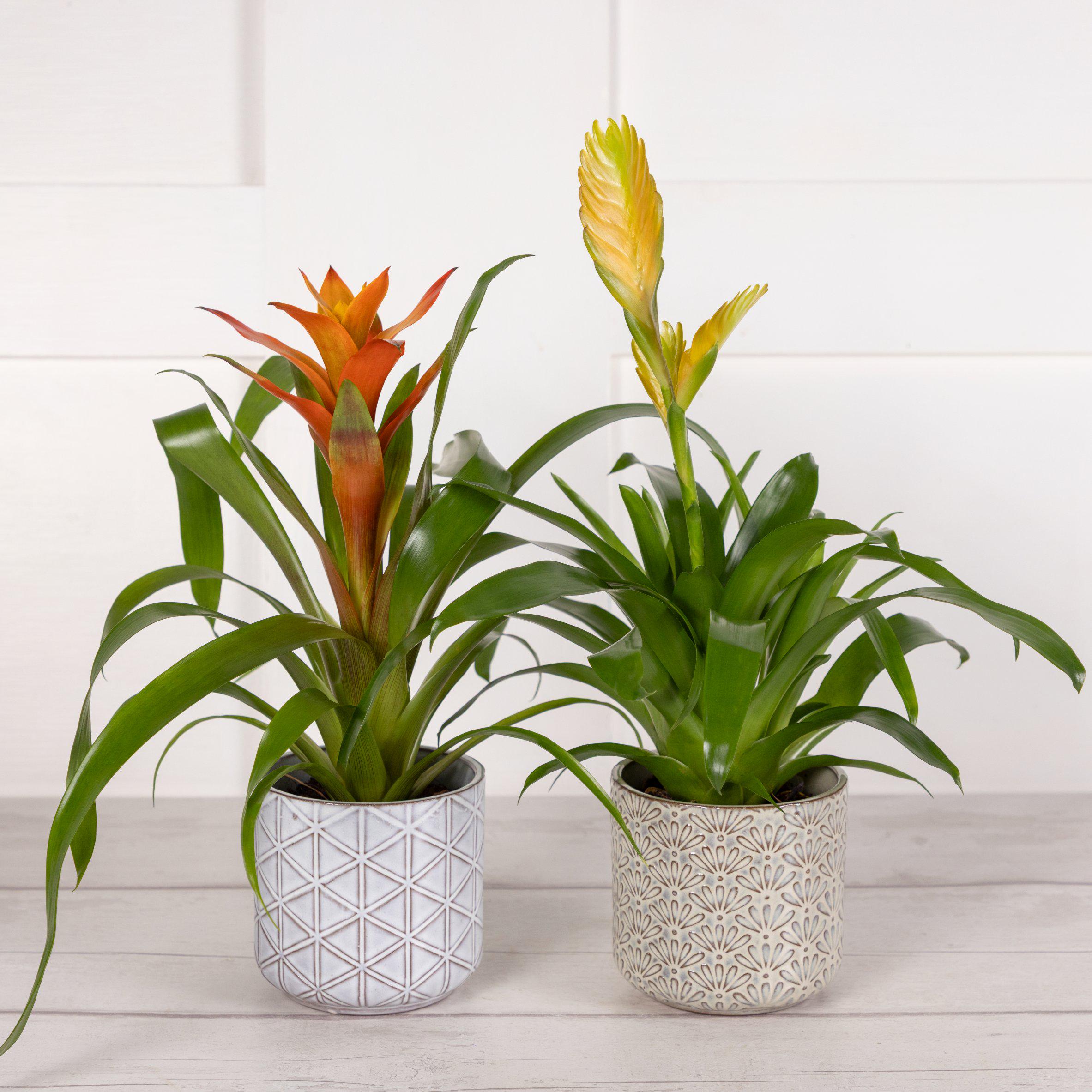 Mini Bromeliad