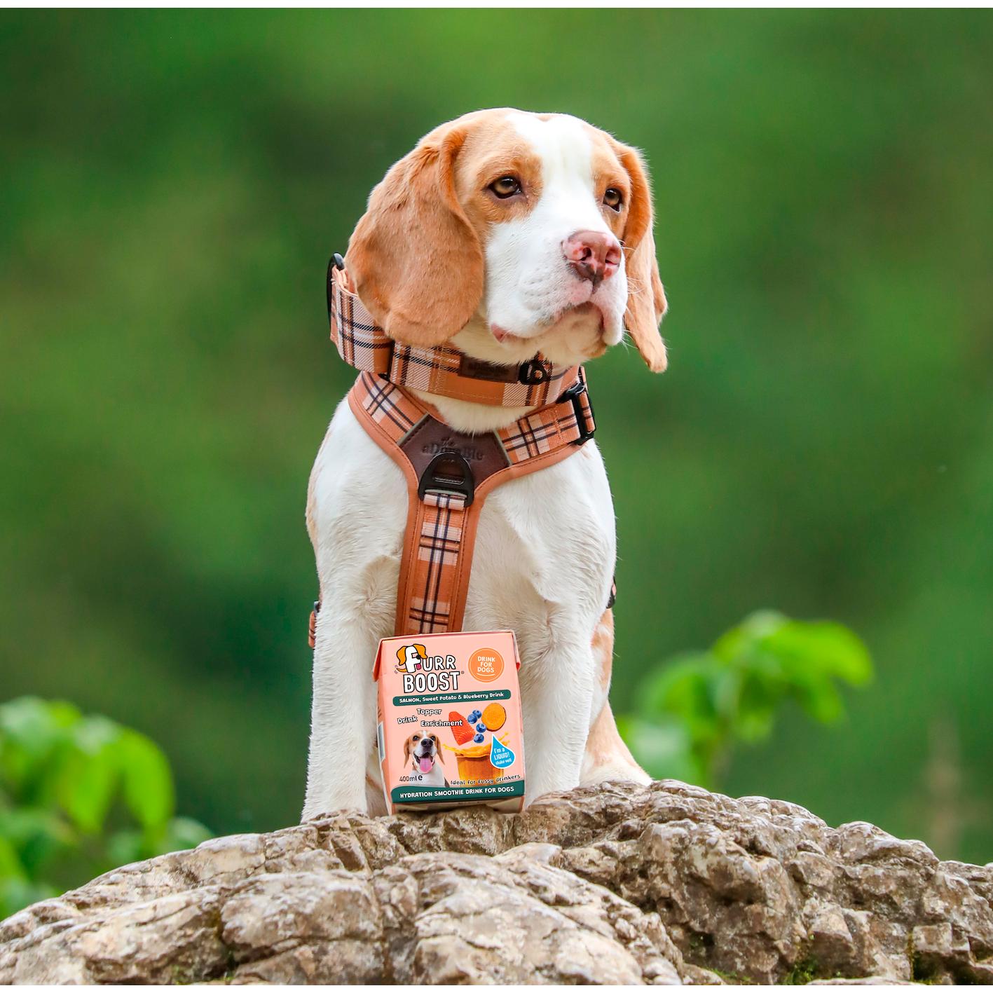 Furr Boost Salmon, Sweet Potato & Blueberry Drink for Dogs 400ml thumbnail 2