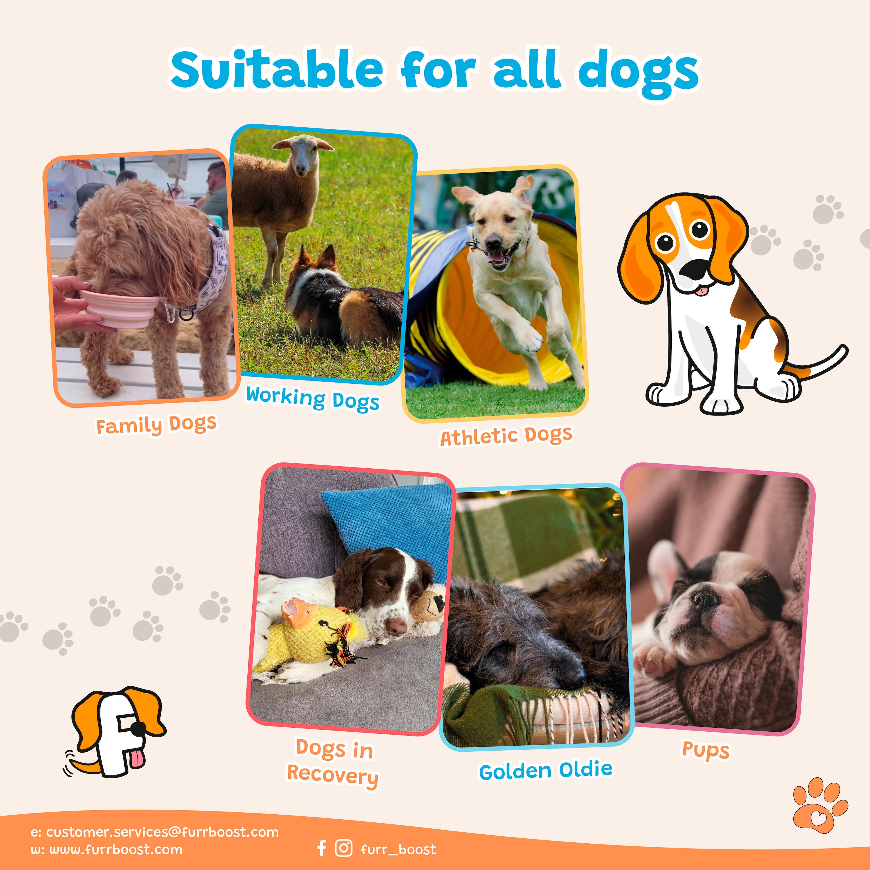 Furr Boost Salmon, Sweet Potato & Blueberry Drink for Dogs 400ml thumbnail 6