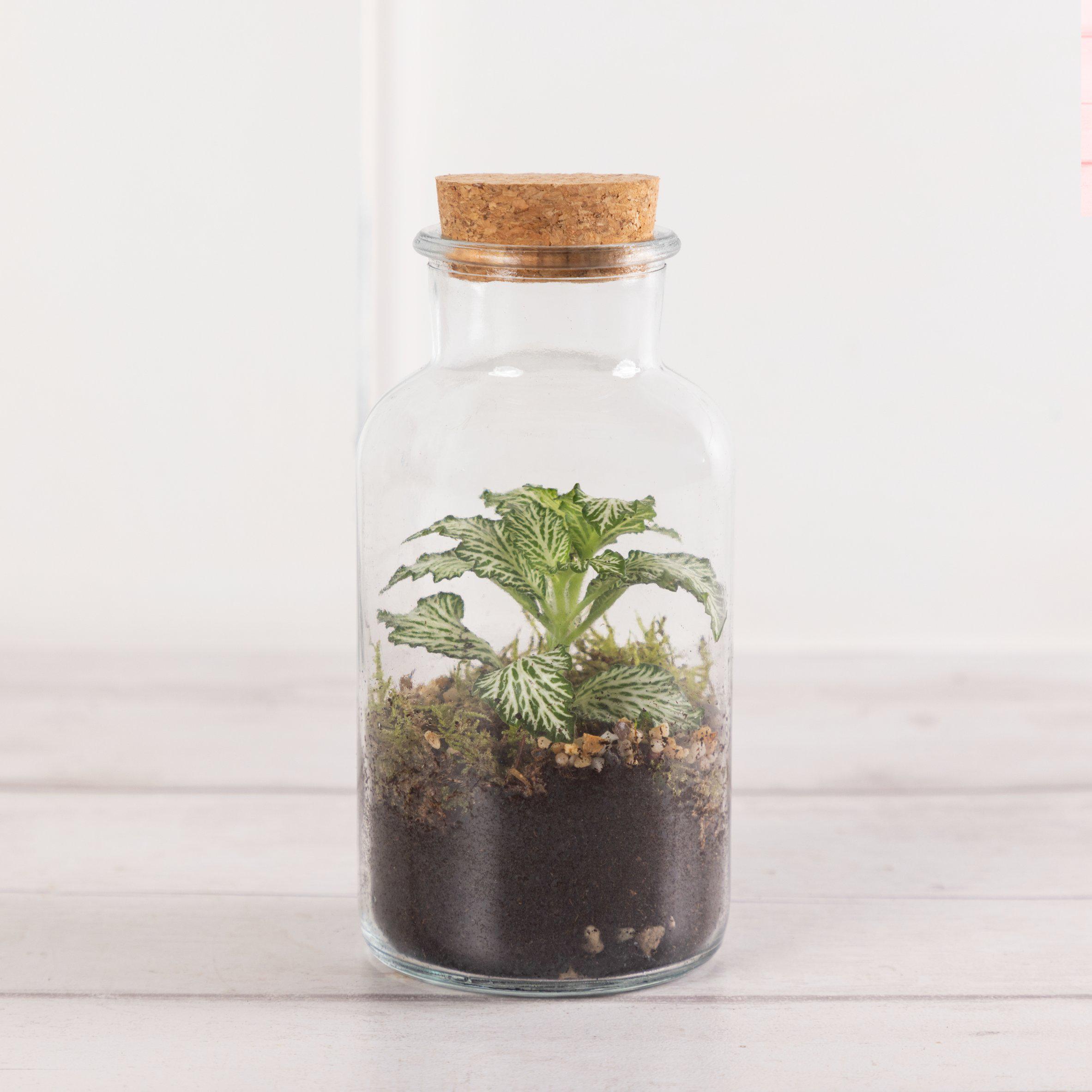 Mini Terrarium