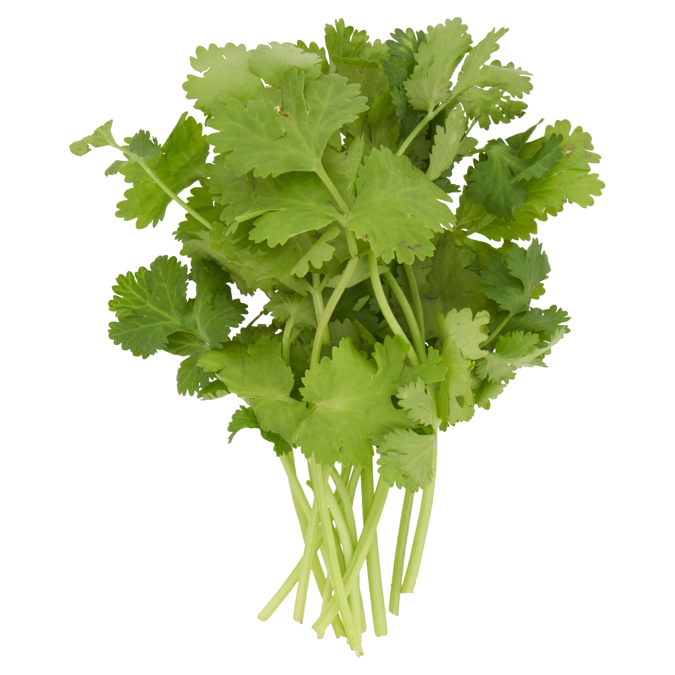 Tesco Coriander 100G thumbnail 2