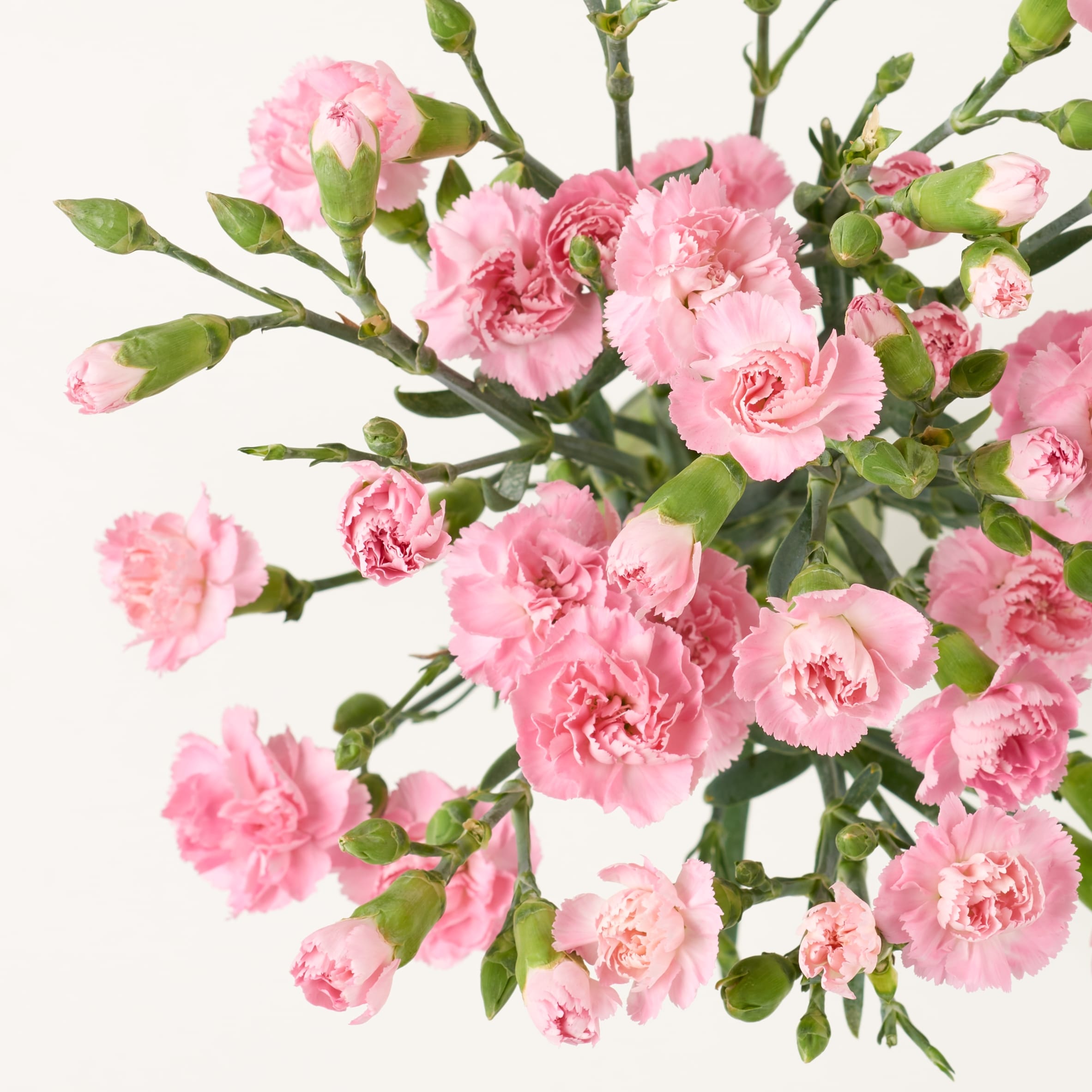 Tesco Spray Carnations Flowers Bouquet thumbnail 4