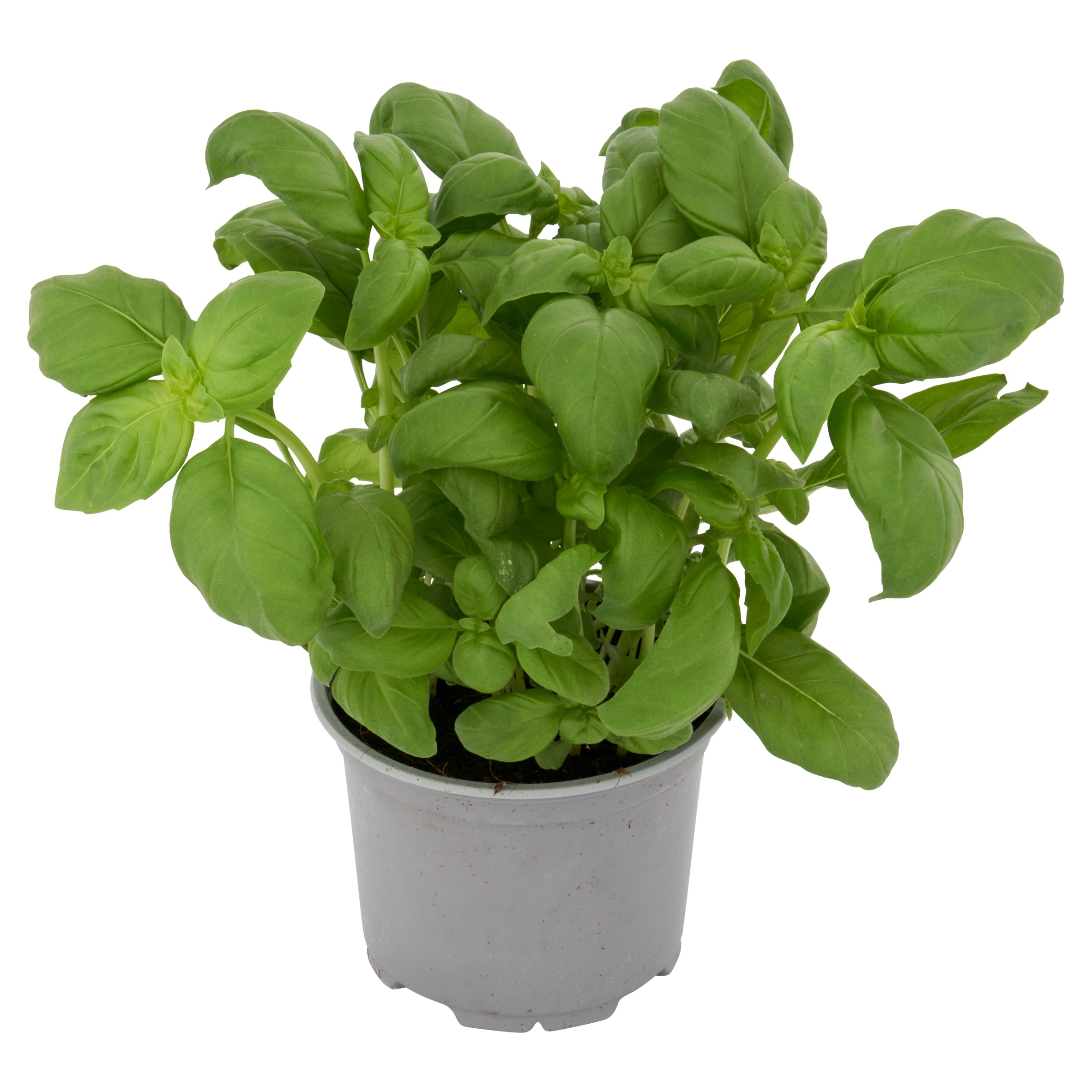Tesco Basil Medium Pot thumbnail 2