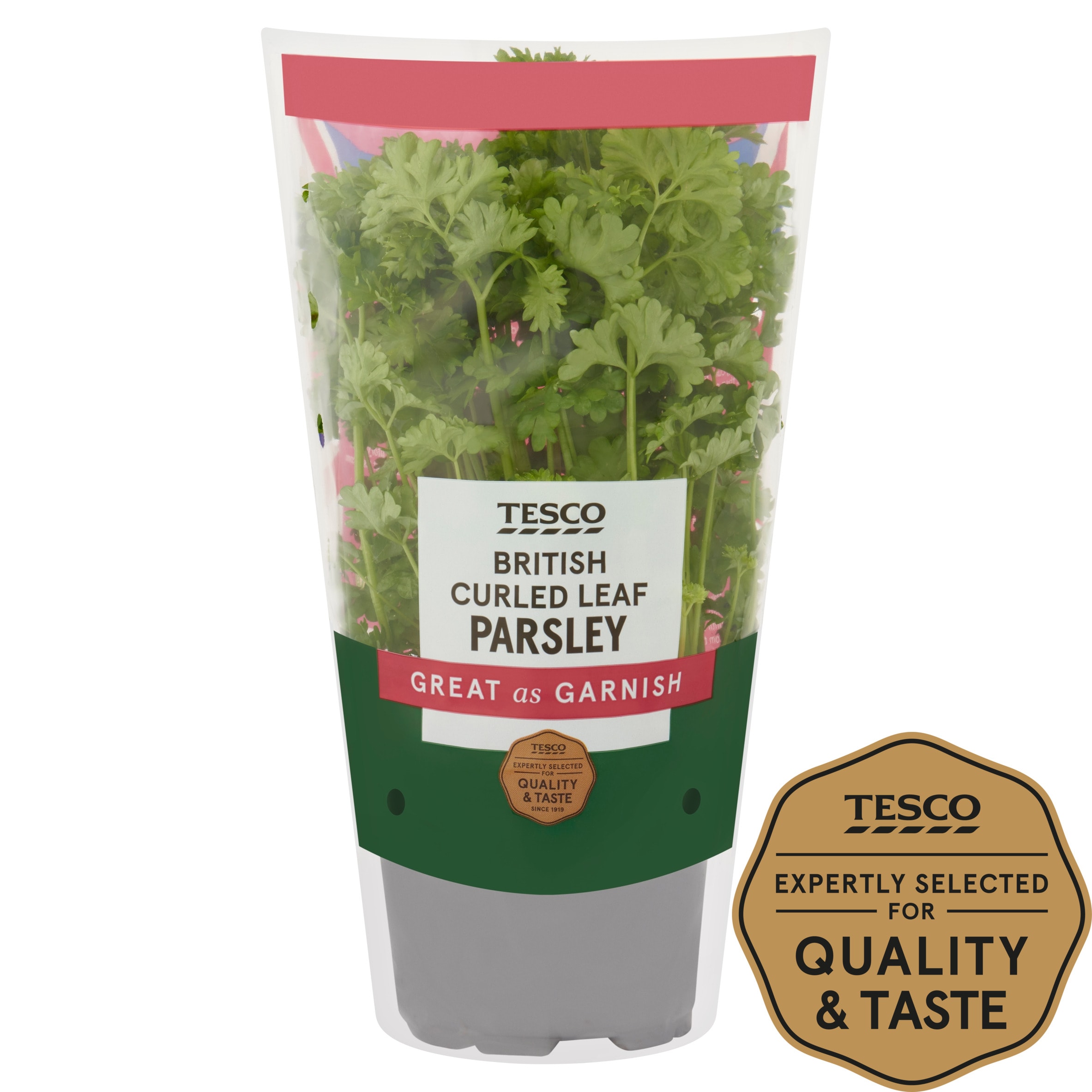 Tesco Curled Parsley Medium Pot