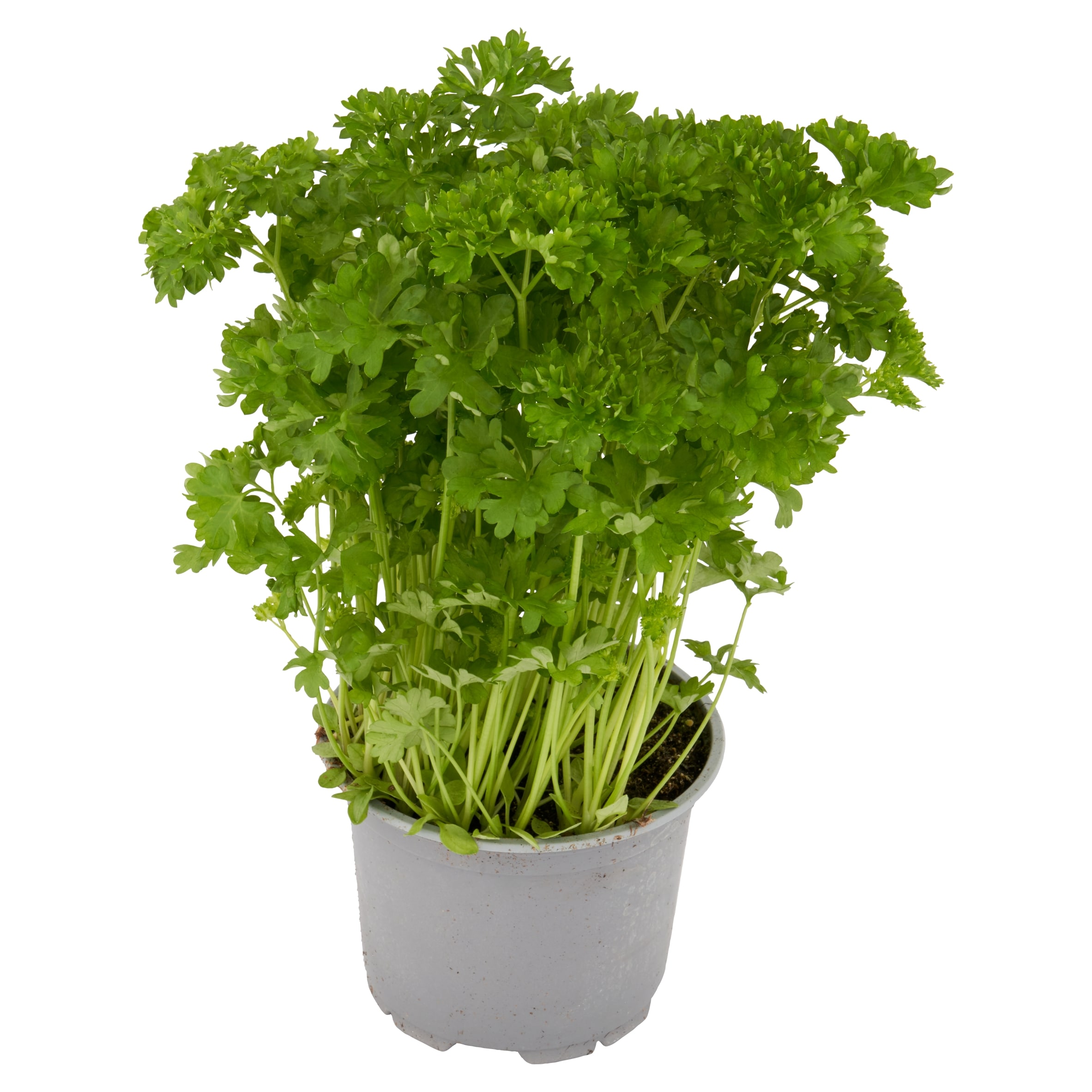 Tesco Curled Parsley Medium Pot thumbnail 2