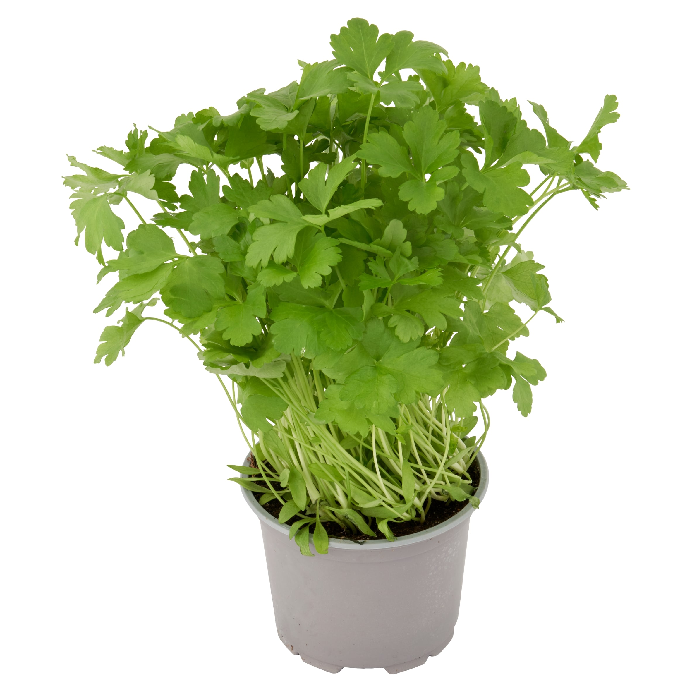 Tesco Flat Leaf Parsley Medium Pot thumbnail 2