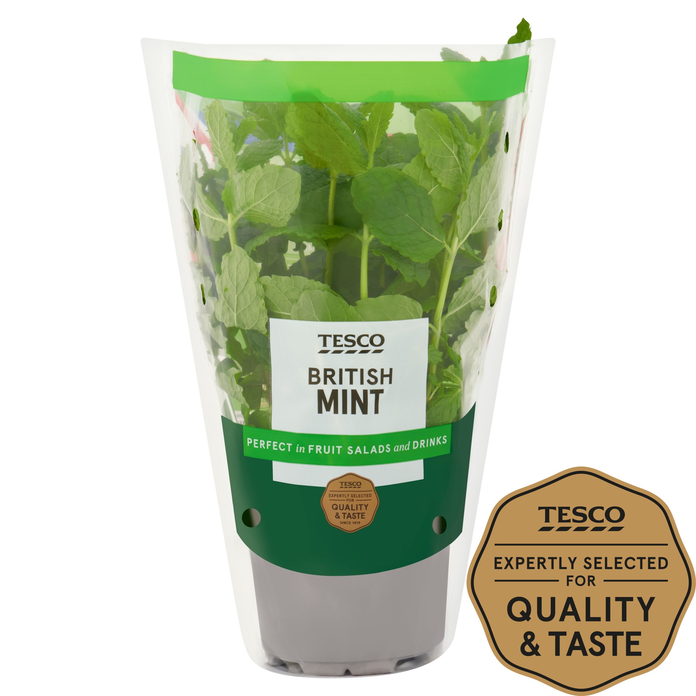 Tesco Growing Mint Medium Pot