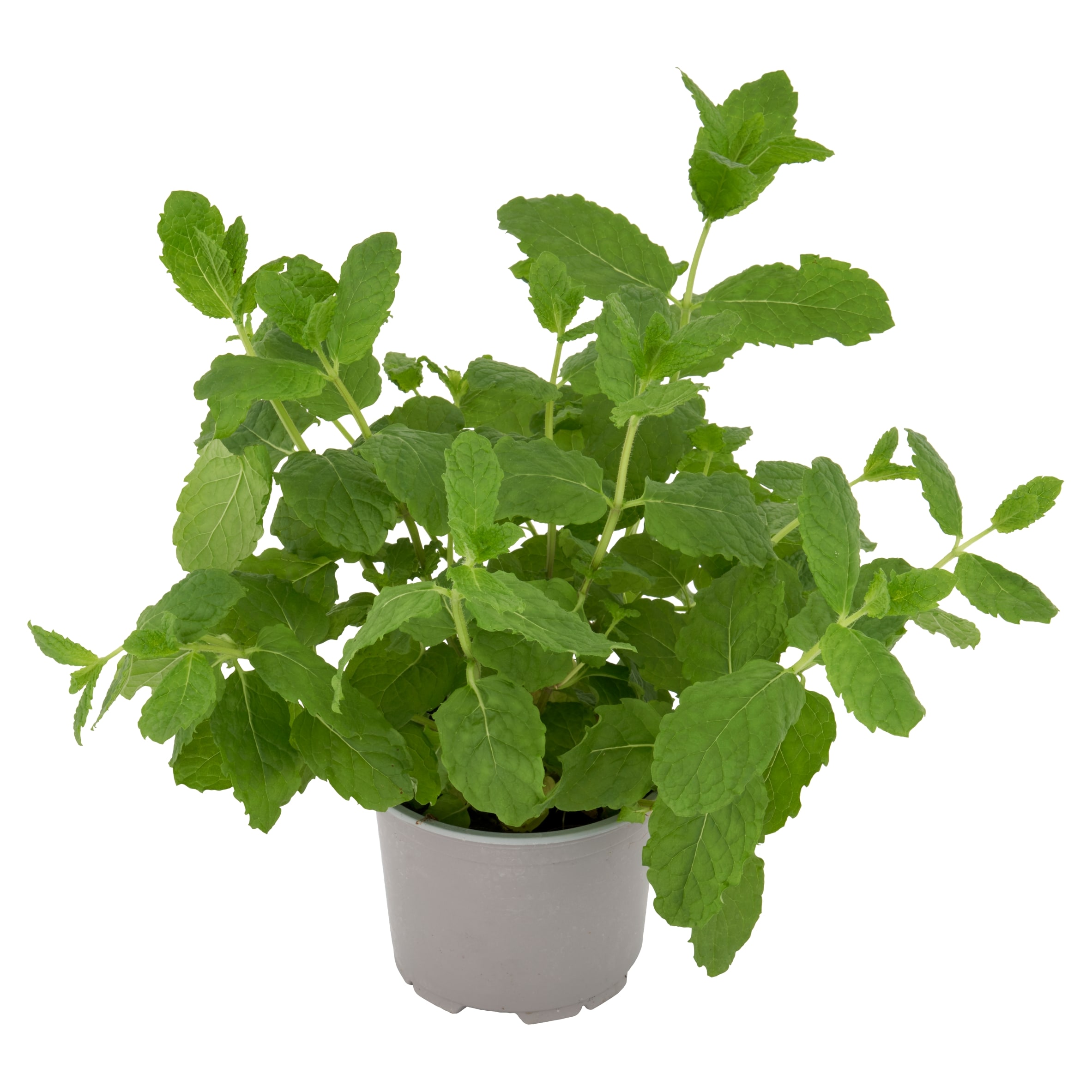 Tesco Growing Mint Medium Pot thumbnail 2