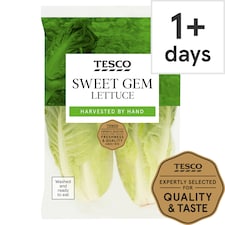 Tesco Sweet Gem Lettuce
