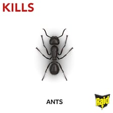 Raid Ant Bait thumbnail 3