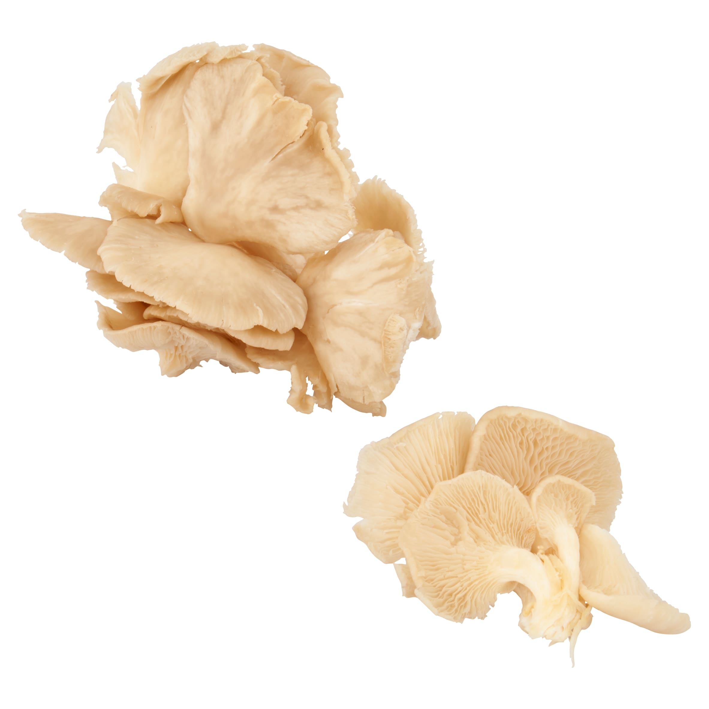 Tesco Finest Oyster Mushroom Cluster 150G thumbnail 2
