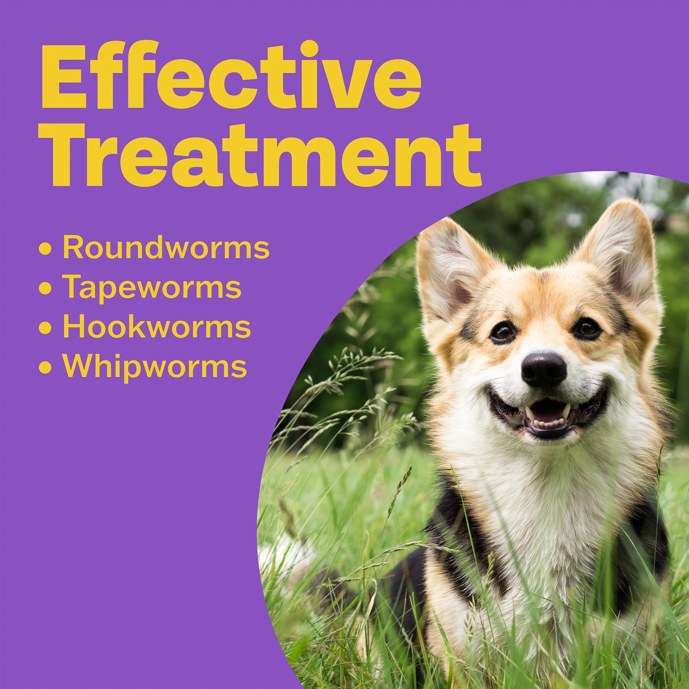 Bob Martin Clear 3 In 1 Wormer Dog 2 Tablets Pack thumbnail 2