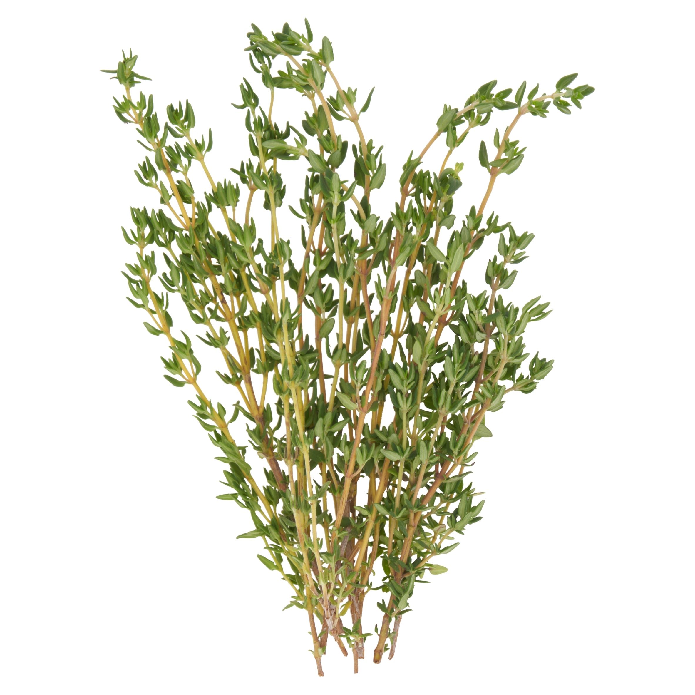 Tesco Thyme 20G thumbnail 2