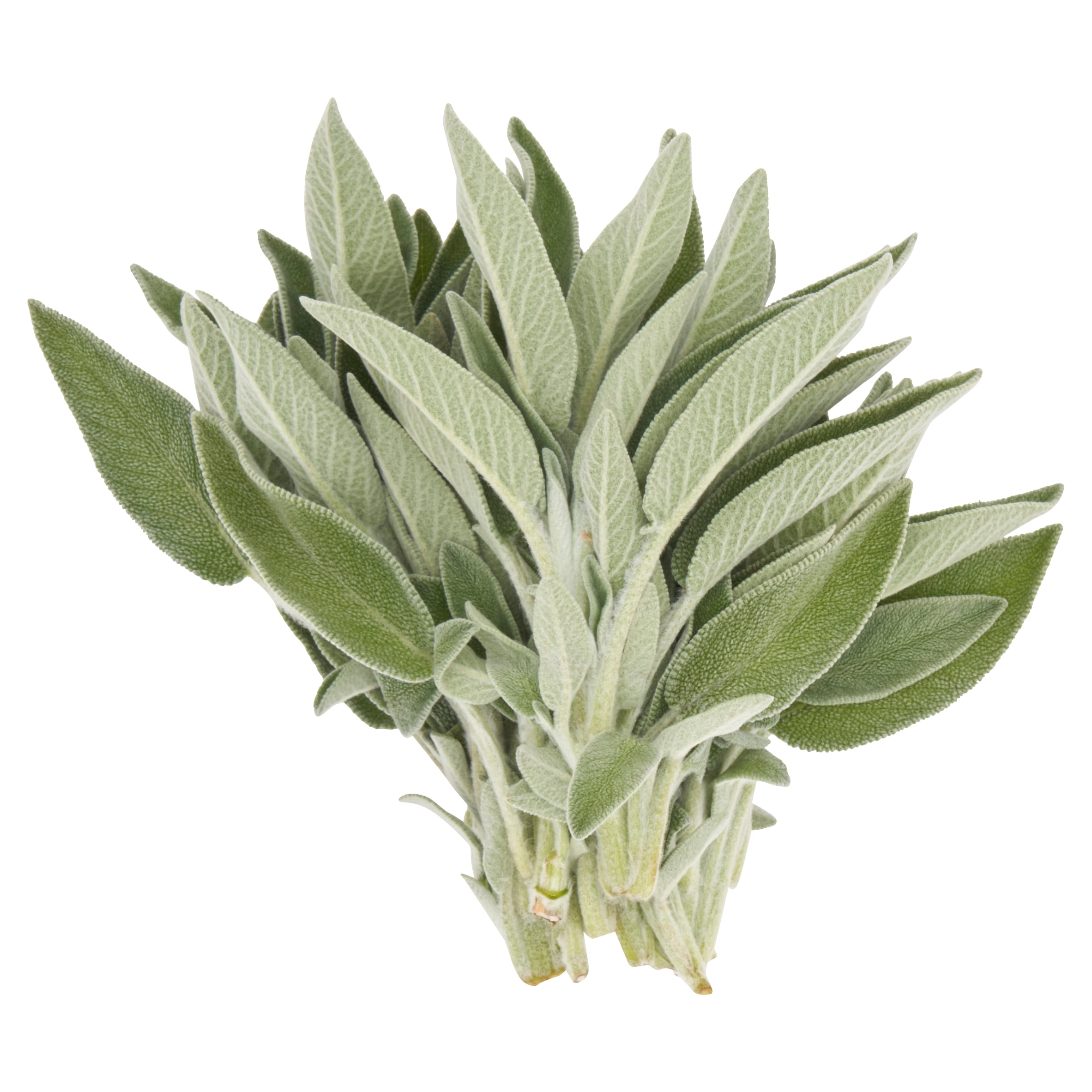 Tesco Sage 20G thumbnail 2