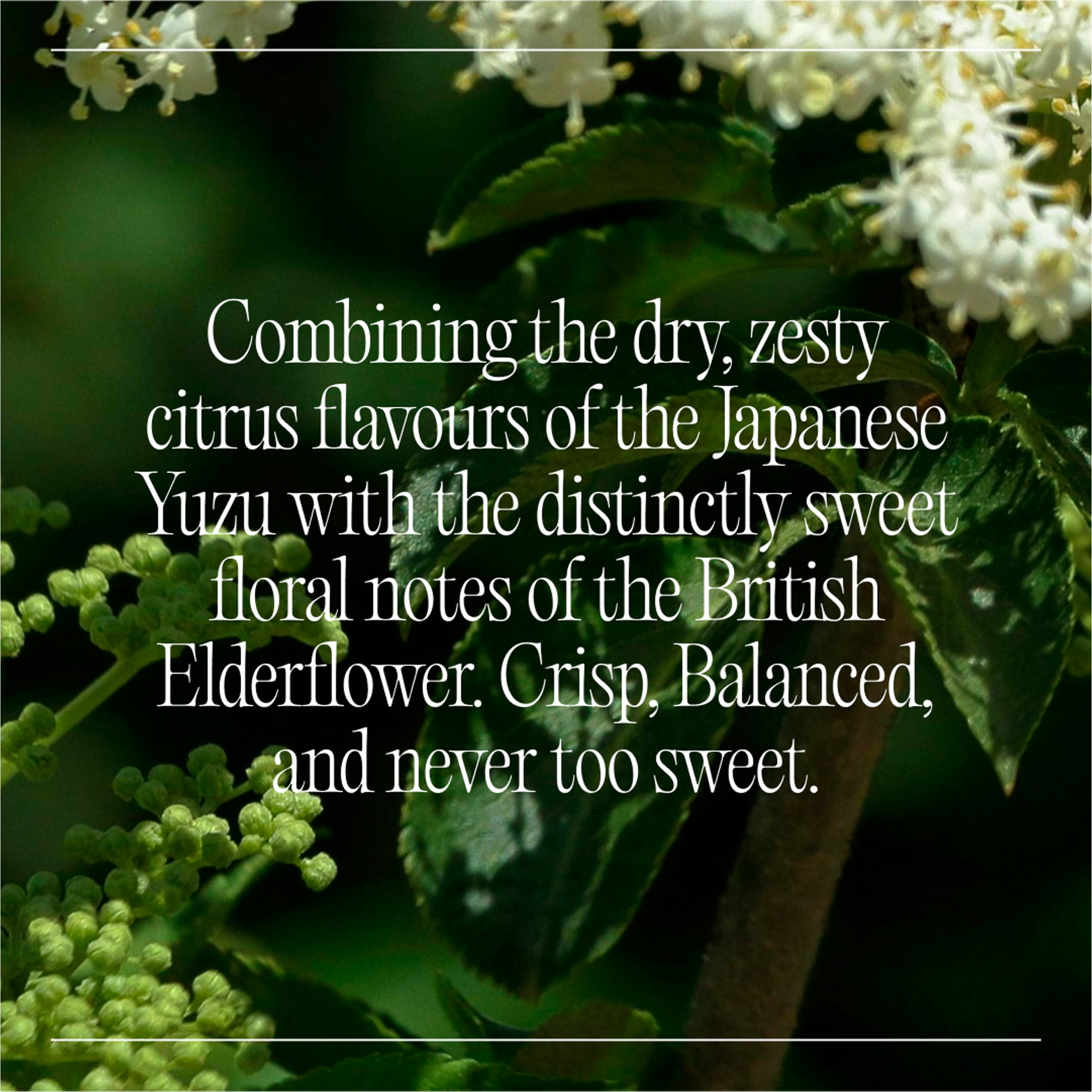 Goodrays Natural Cbd Elderflower & Yuzu Drink 4 X 250Ml thumbnail 3