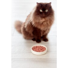 Freshpet Grilled Chicken Recipe Cat Food 400g thumbnail 3