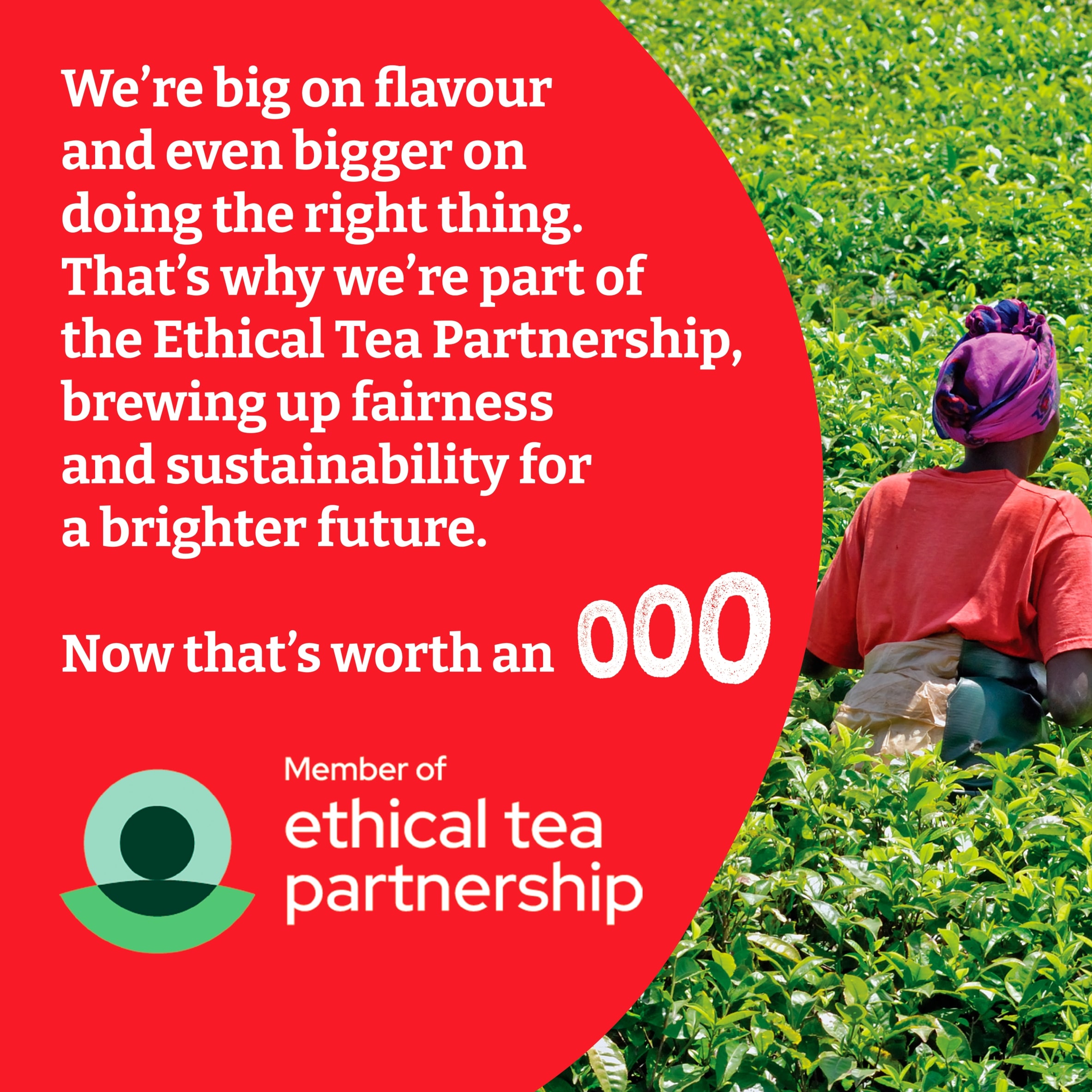 Typhoo 240 Premium Everyday Tea Bags 750G thumbnail 4