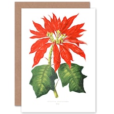 Flower Poinsettia Pulcherrima Christmas Card
