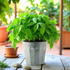 White Wash Embossed Zinc Planter (H18 x W20cm) Silver thumbnail 3