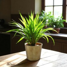 Gold Antique Wash Zinc Planter - (H16 x W19cm) Gold thumbnail 2