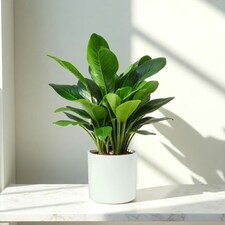 Matte White Ceramic Indoor Plant Pot, Cachepot - H15 x W15.5cm White thumbnail 2