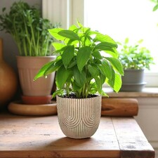 Cement Art Deco Style Plant Pot - (H14 x W15cm) Multi thumbnail 2