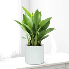 Glossy White Ceramic Indoor Plant Pot H17 x W17.5cm White