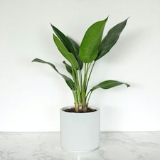Glossy White Ceramic Indoor Plant Pot H15 x W15.5cm White